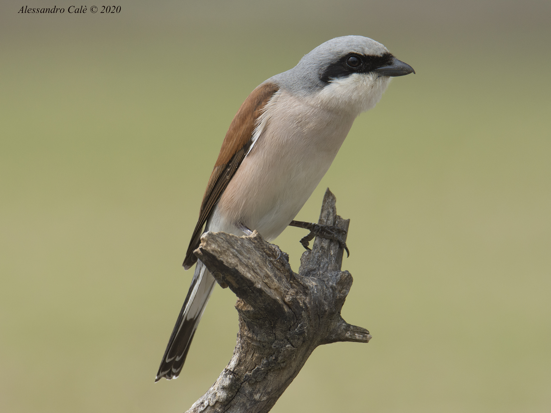 Lanius collurio (Averla piccola) 6890