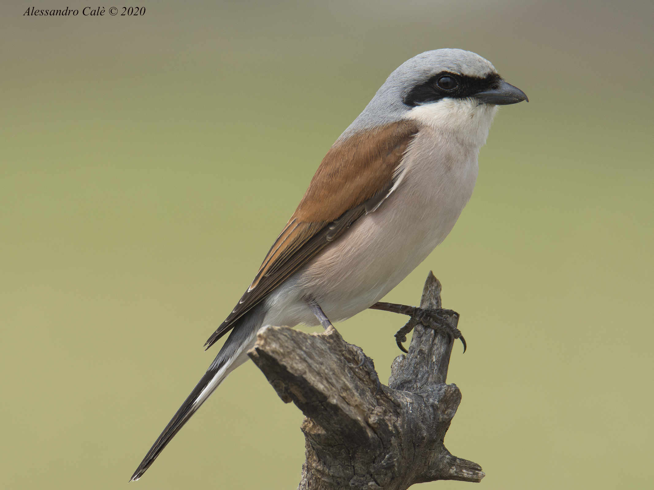Lanius collurio (Averla piccola) 6858