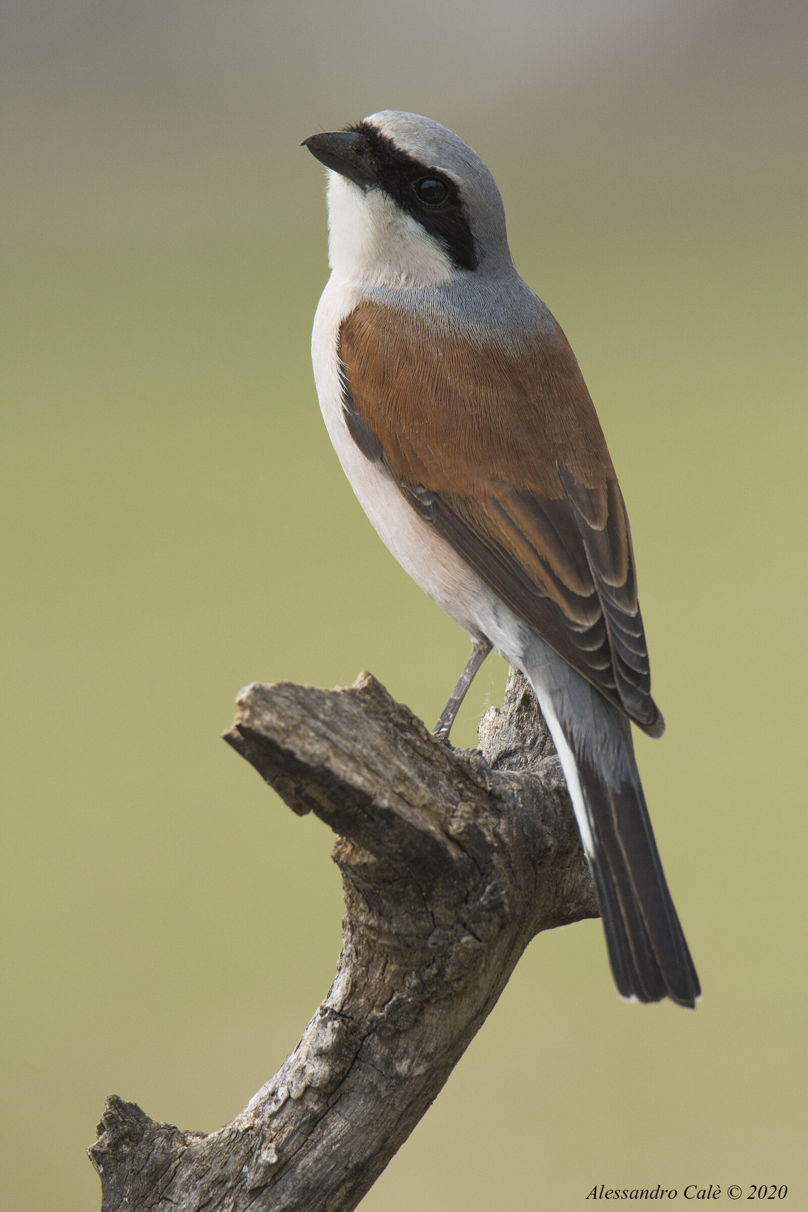 Lanius collurium (Small One) 6931