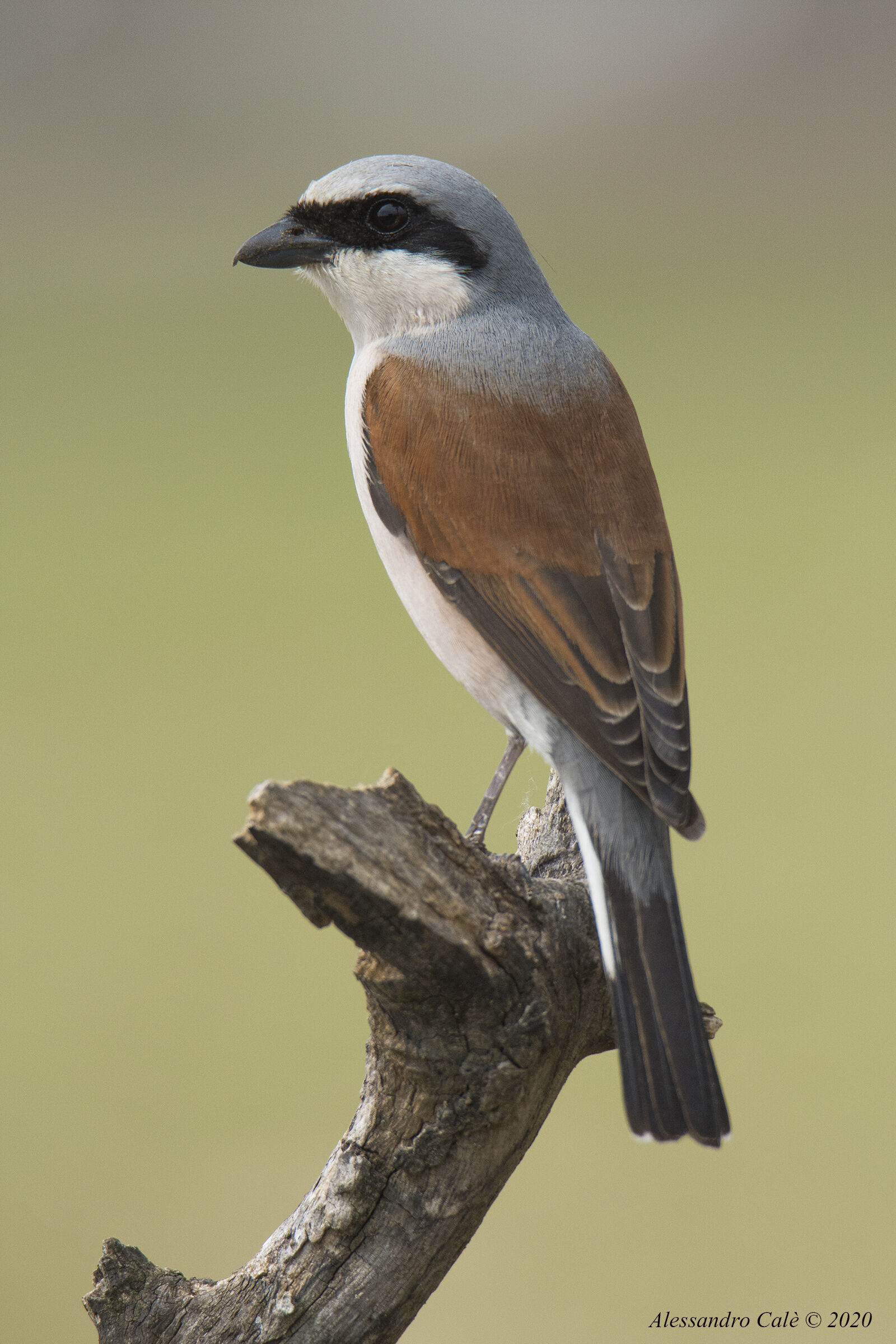 Lanius collurio (Averla piccola) 6924