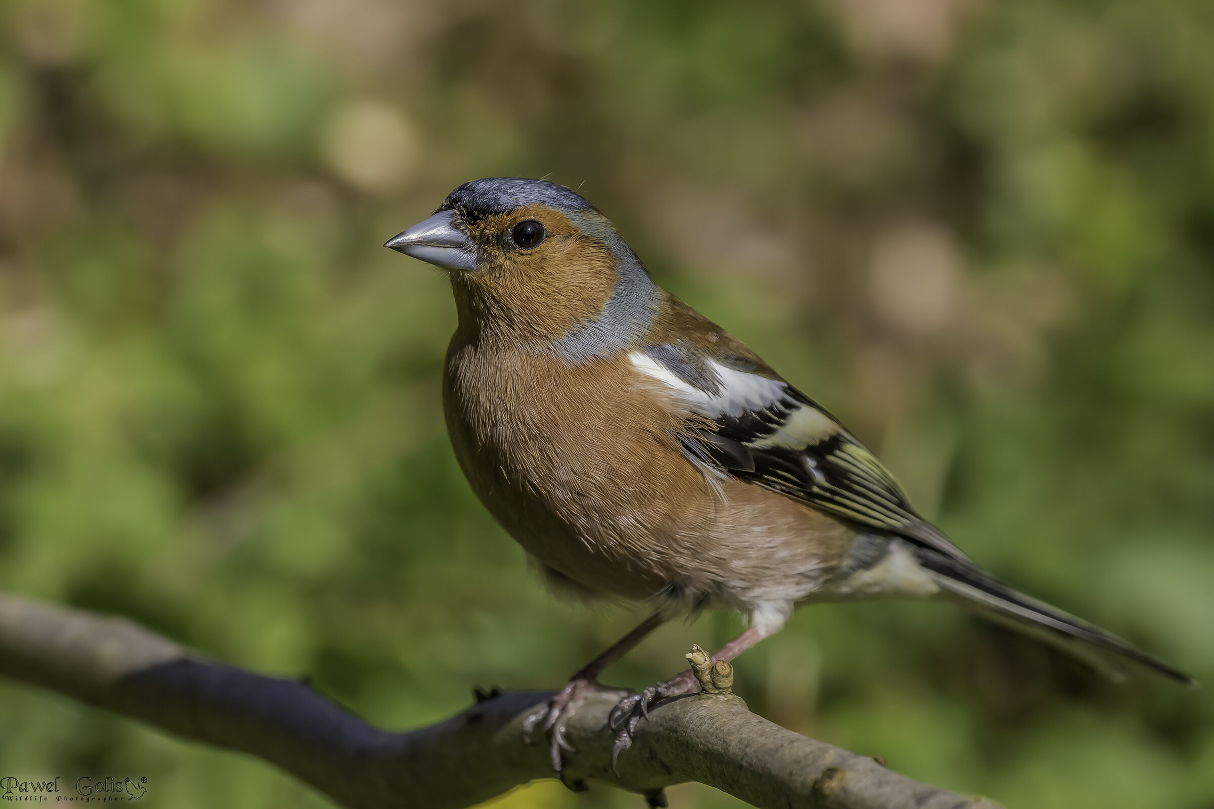 Chaffinch comune (Fringilla coelebs)