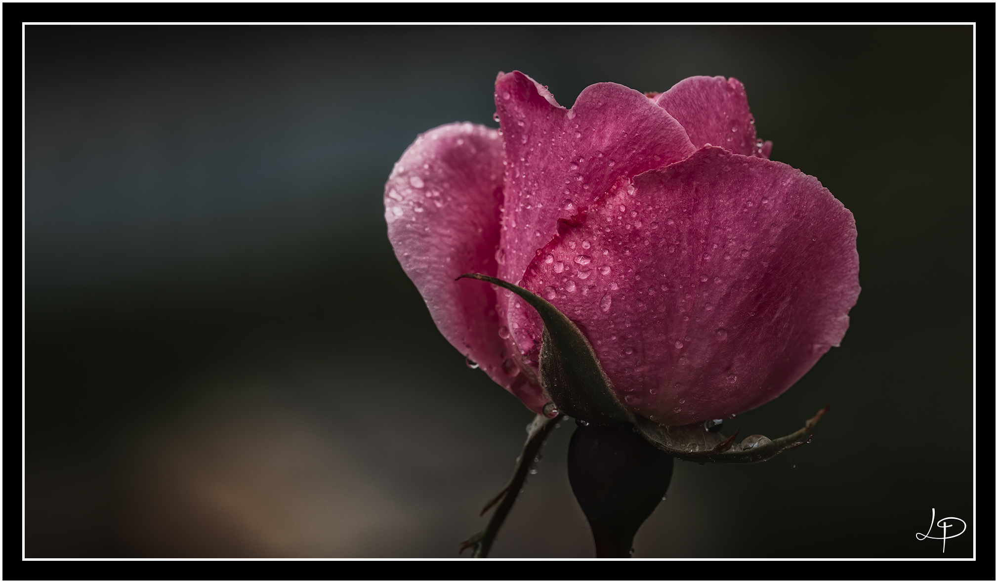 Untitled Photo