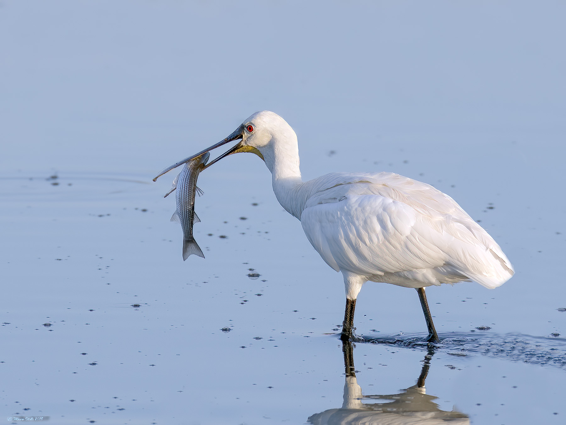 The Slayer (Spatola)