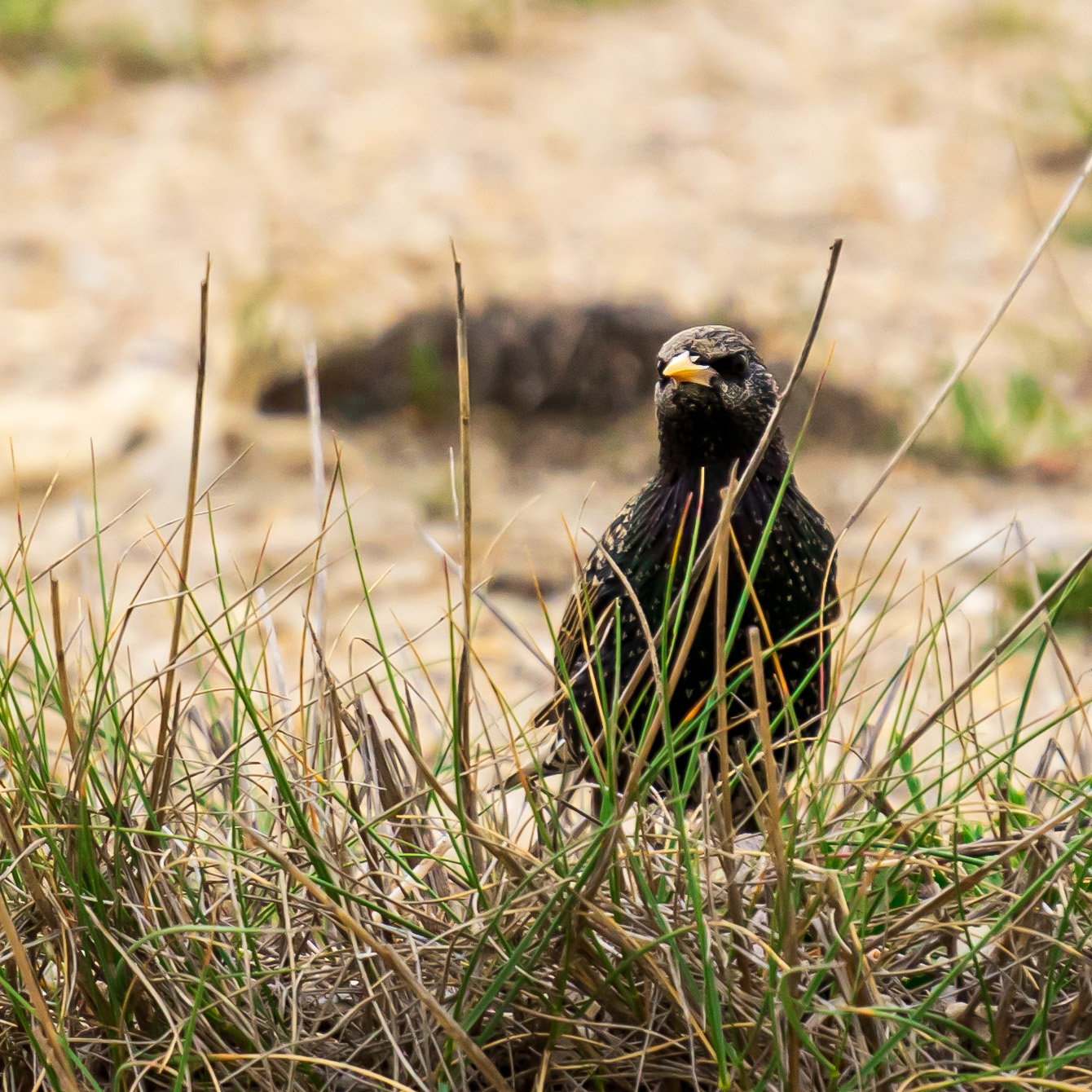 Bird on the beach during quarantine