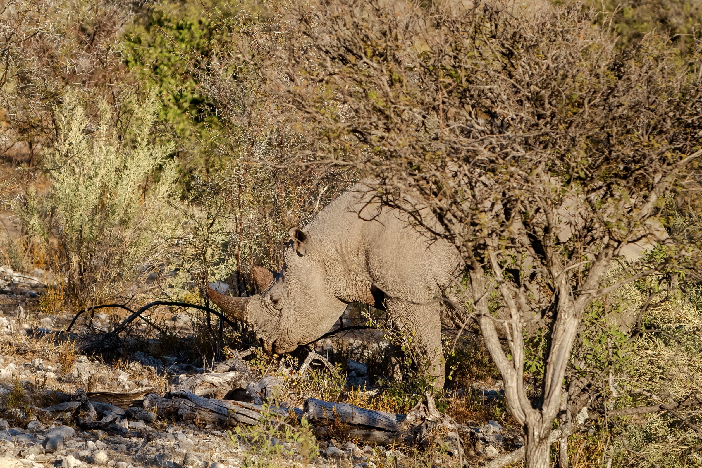 black in its habitat