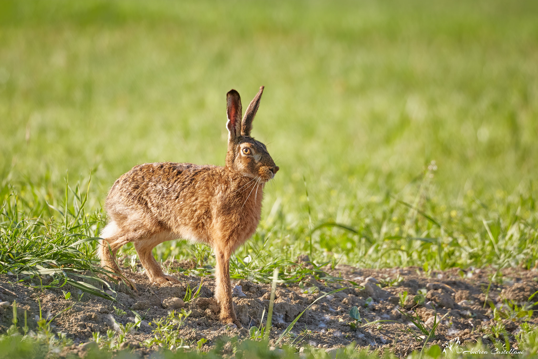 Hare