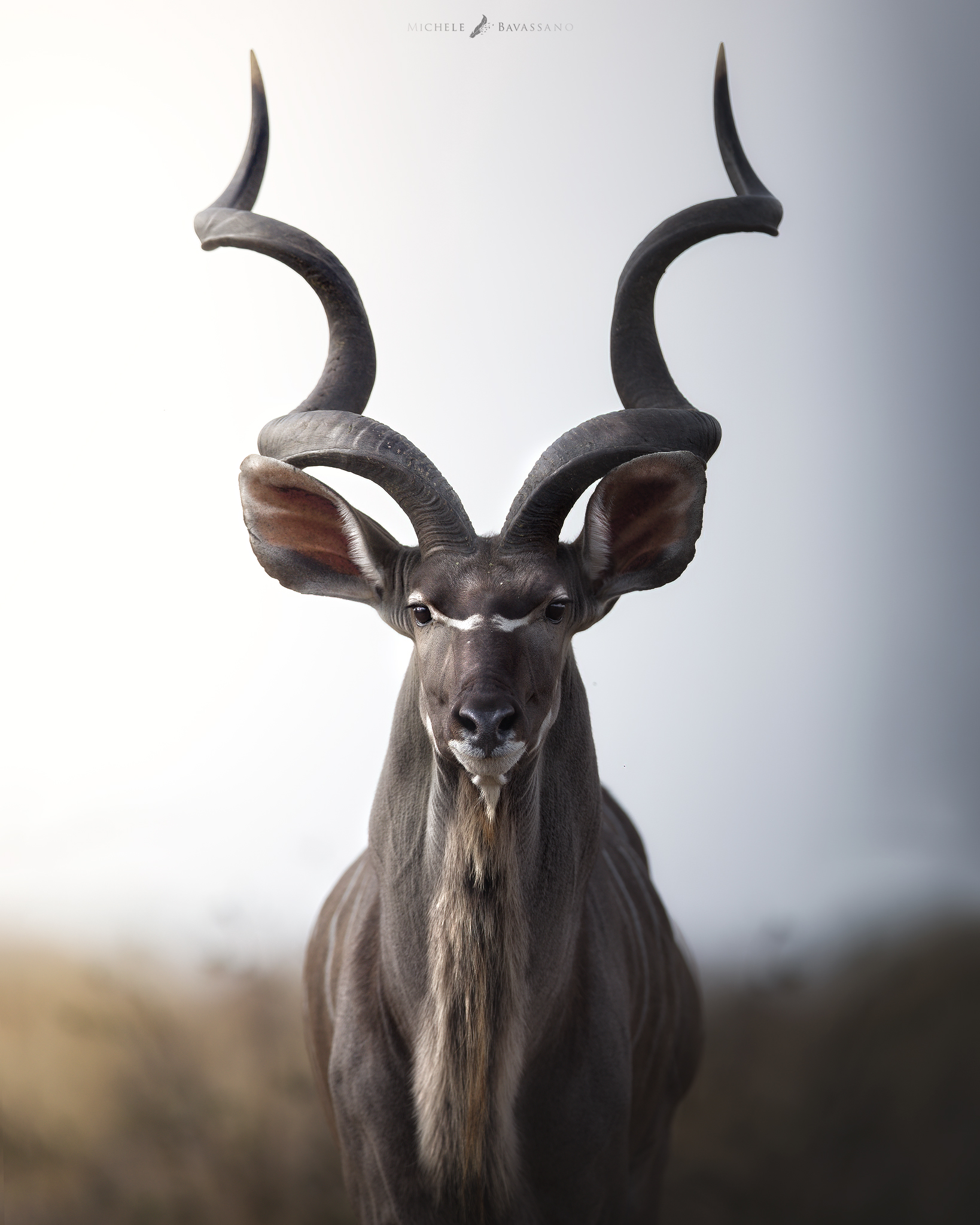 Kudu, the grey ghost