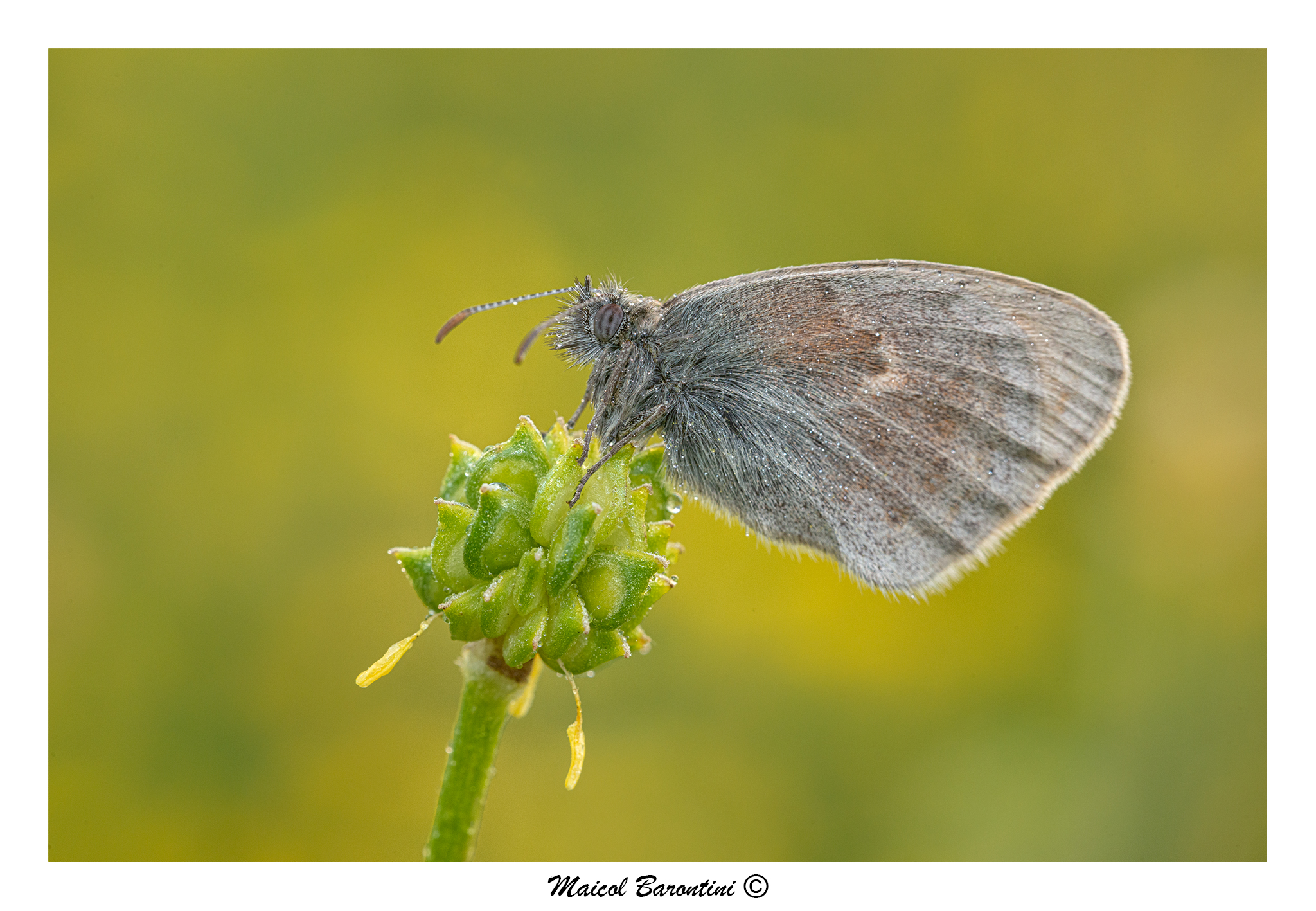 Coenonympha pamphilus