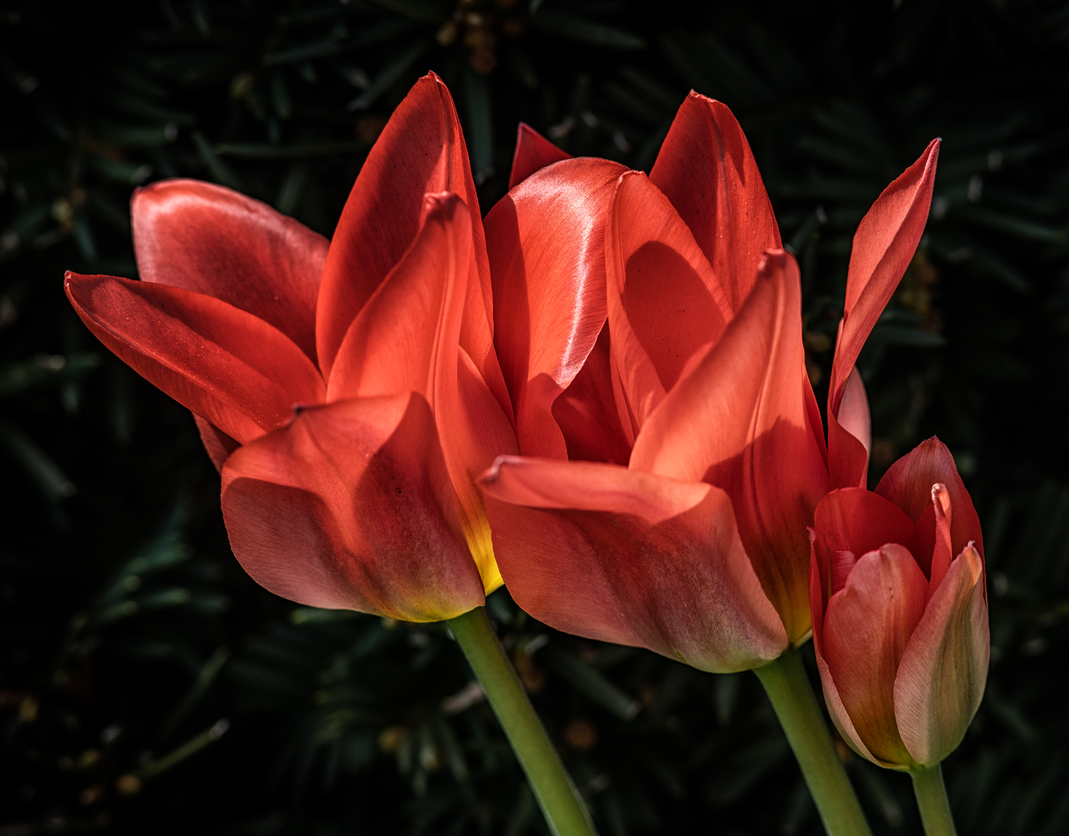 Three Tulips