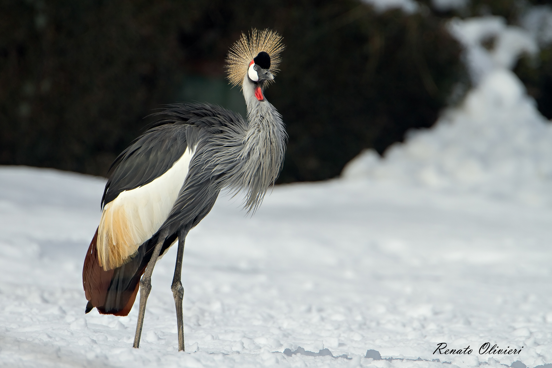 Gru coronata ( Balearica pavonina)