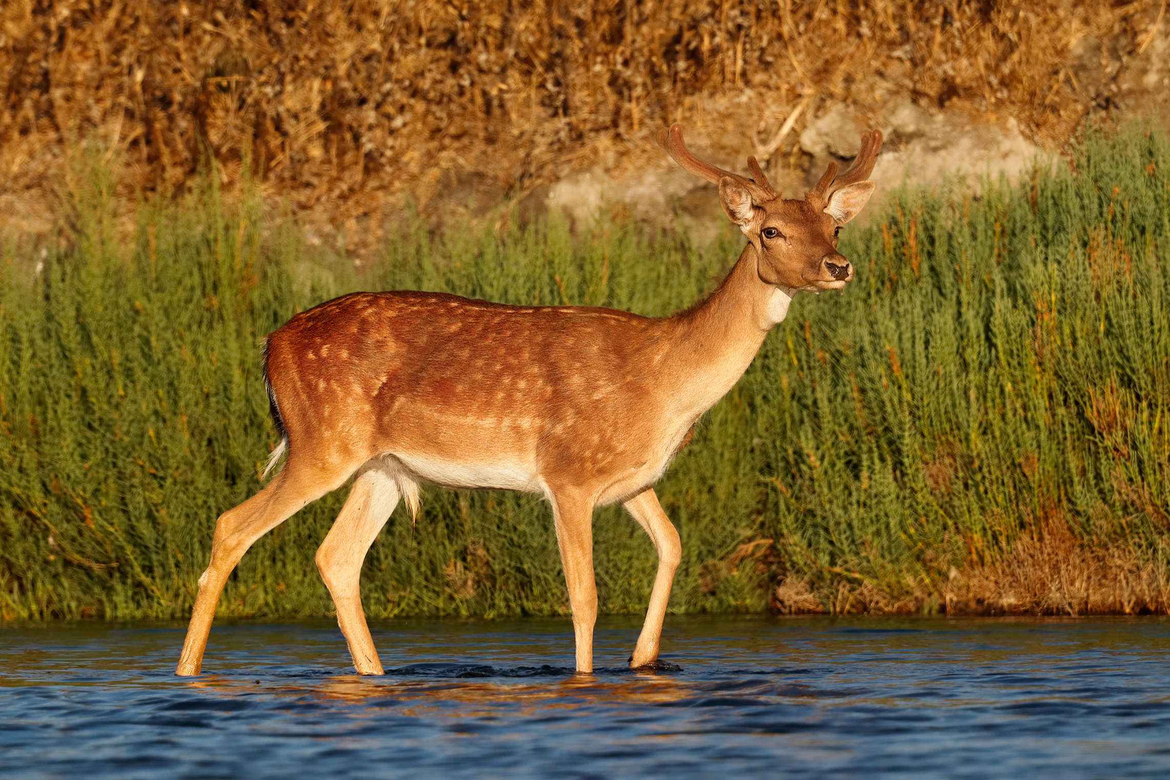 Male deer in velvet phase