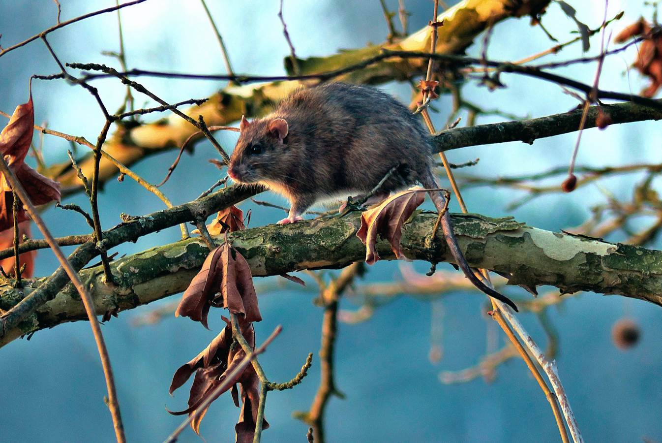 I'm going to burn in the evening good weather hopefully