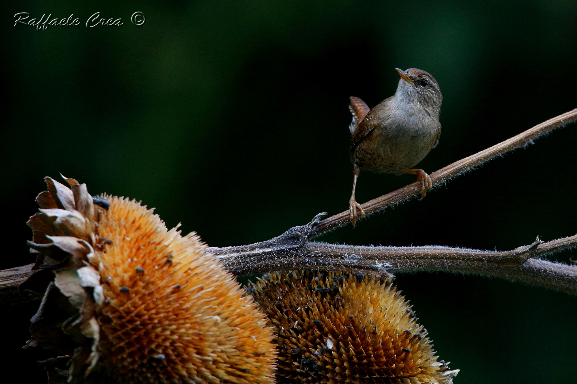 The Wren and the Sunflowers