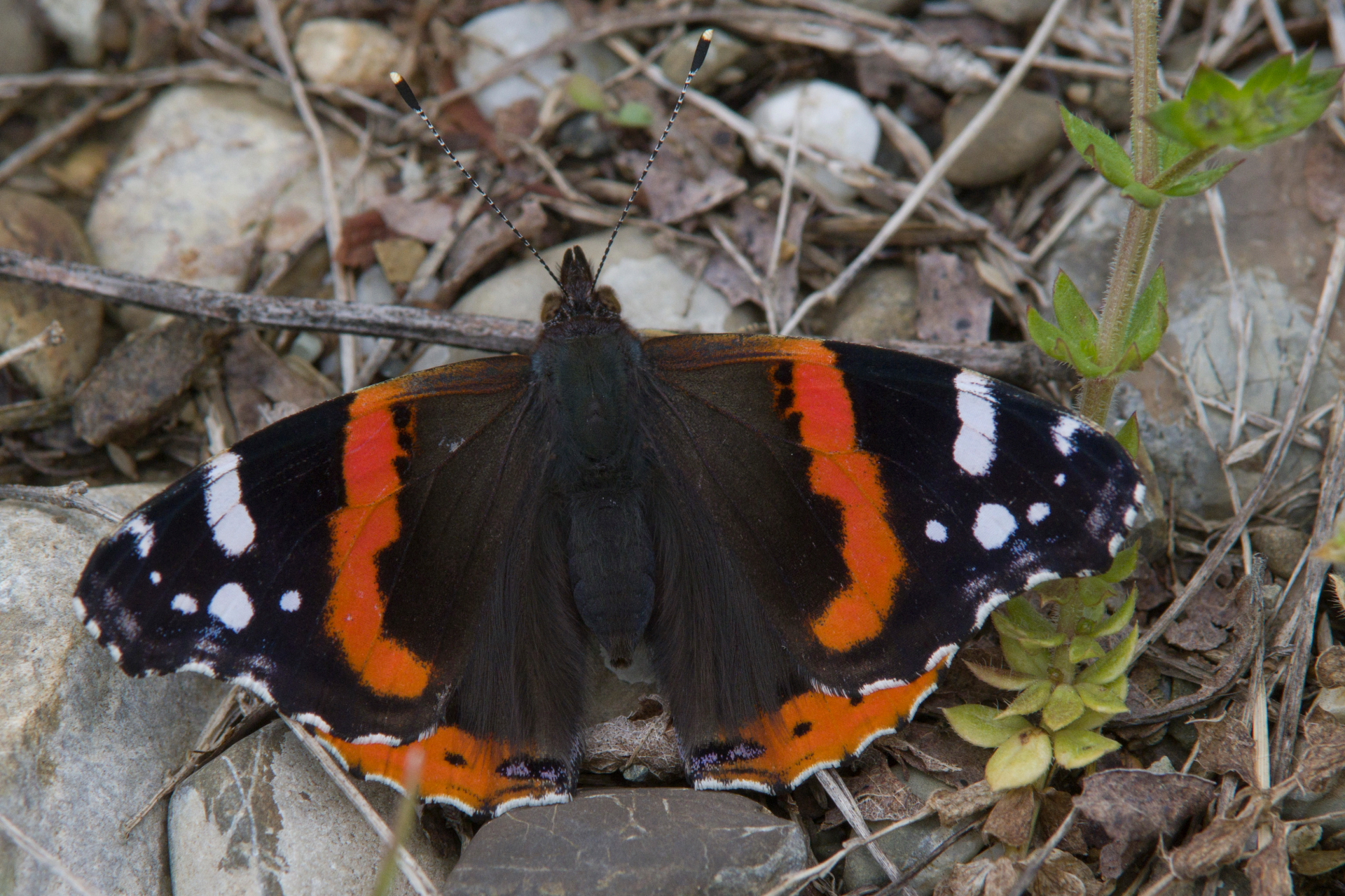 Vanessa Atalanta