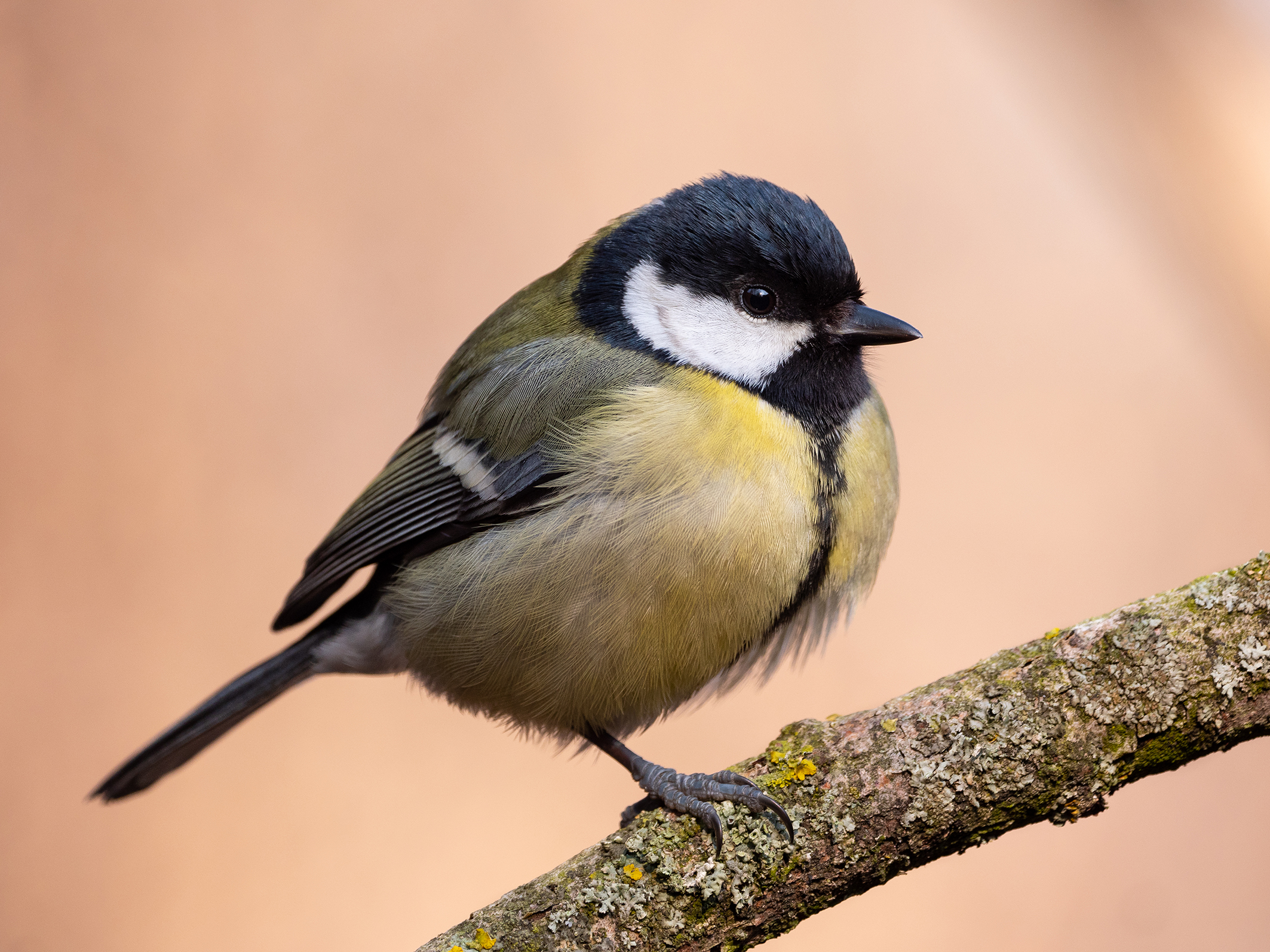 In sosta come un trampoliere.