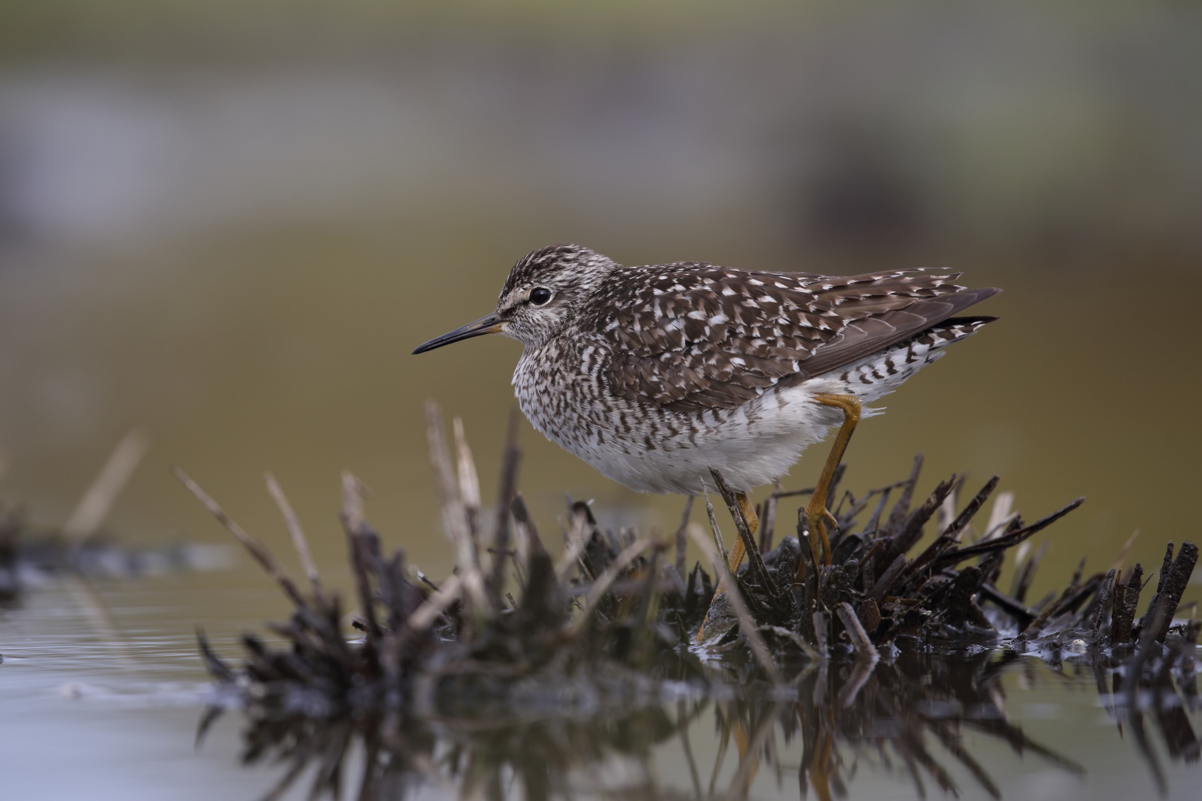 Wood Sandpiper