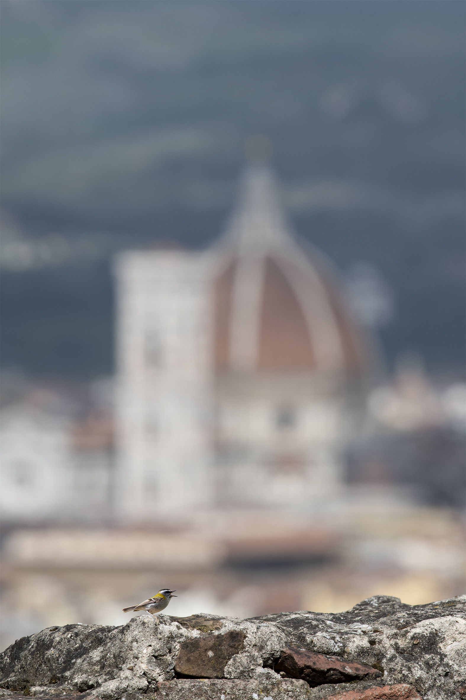 Fiorrancino (Regulus ignicapilla)