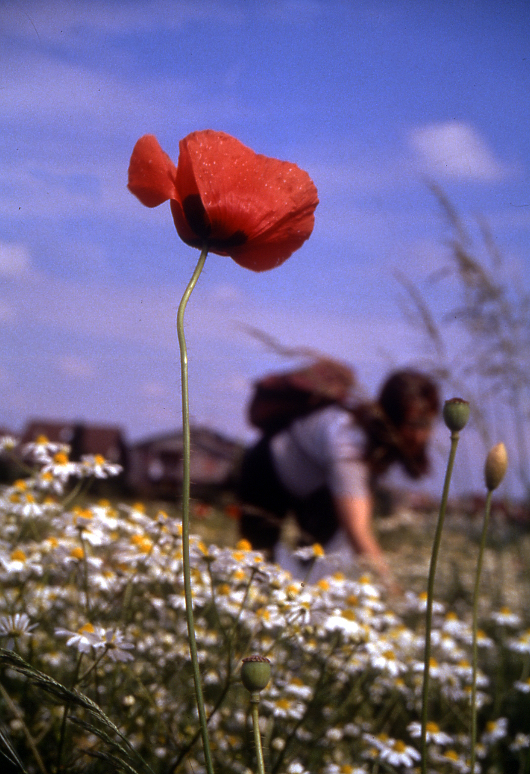 poppy from below