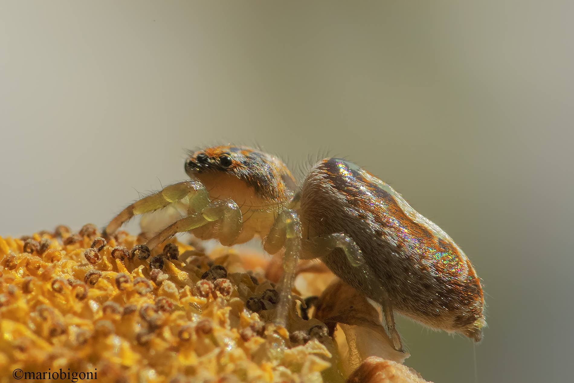 Icius subinermis femmina