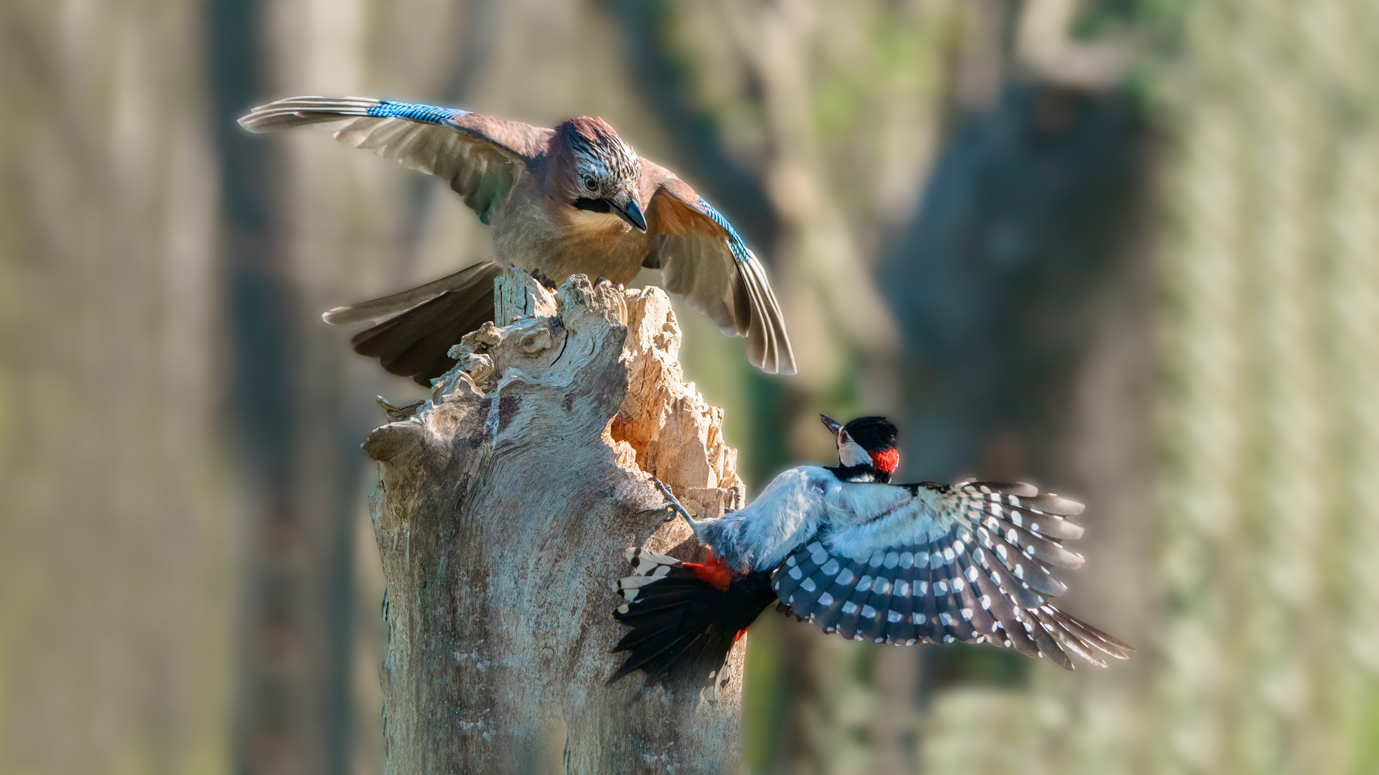 Ghiandaia e Picchio Rosso