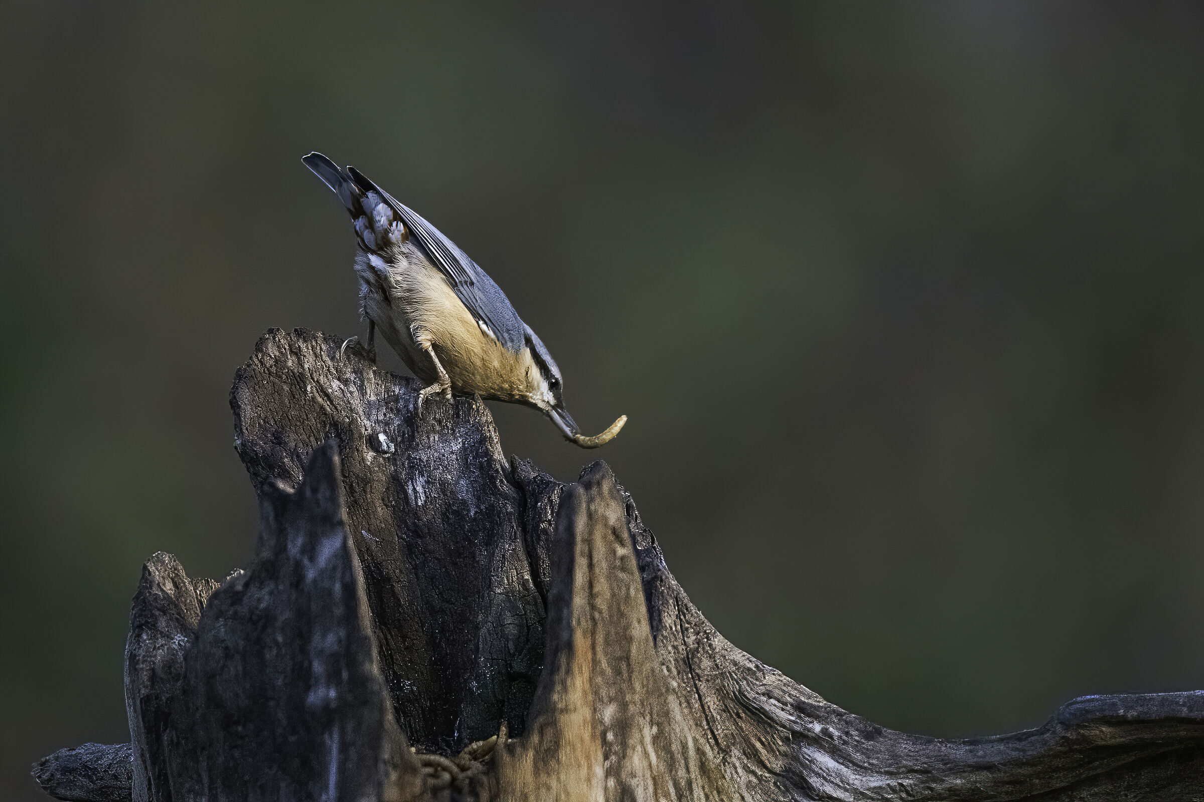 The woodpecker with the worm