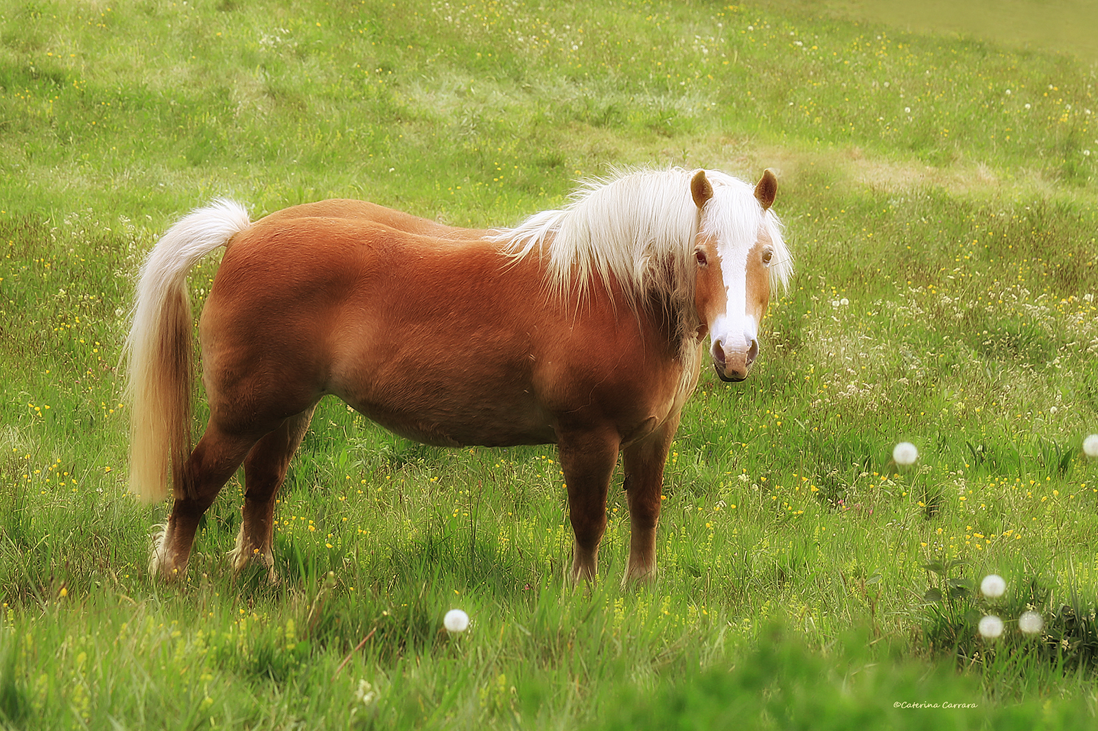 Quando riaprono i parrucchieri?