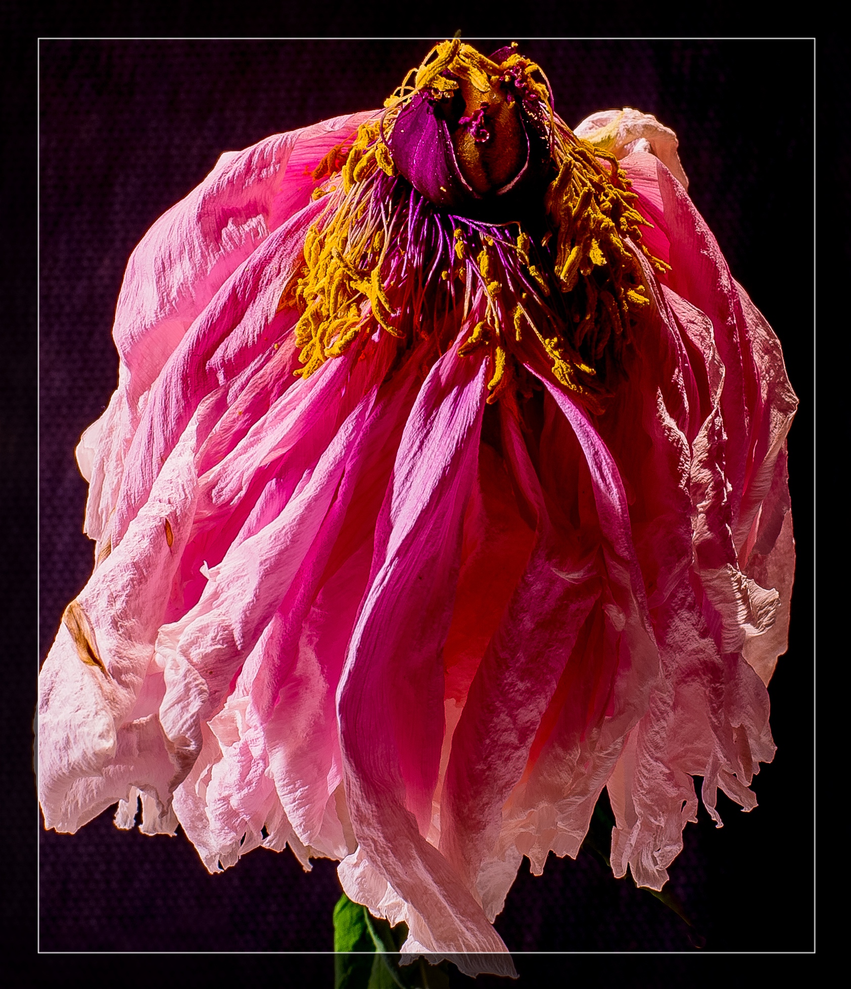 Peony, I'm still beautiful