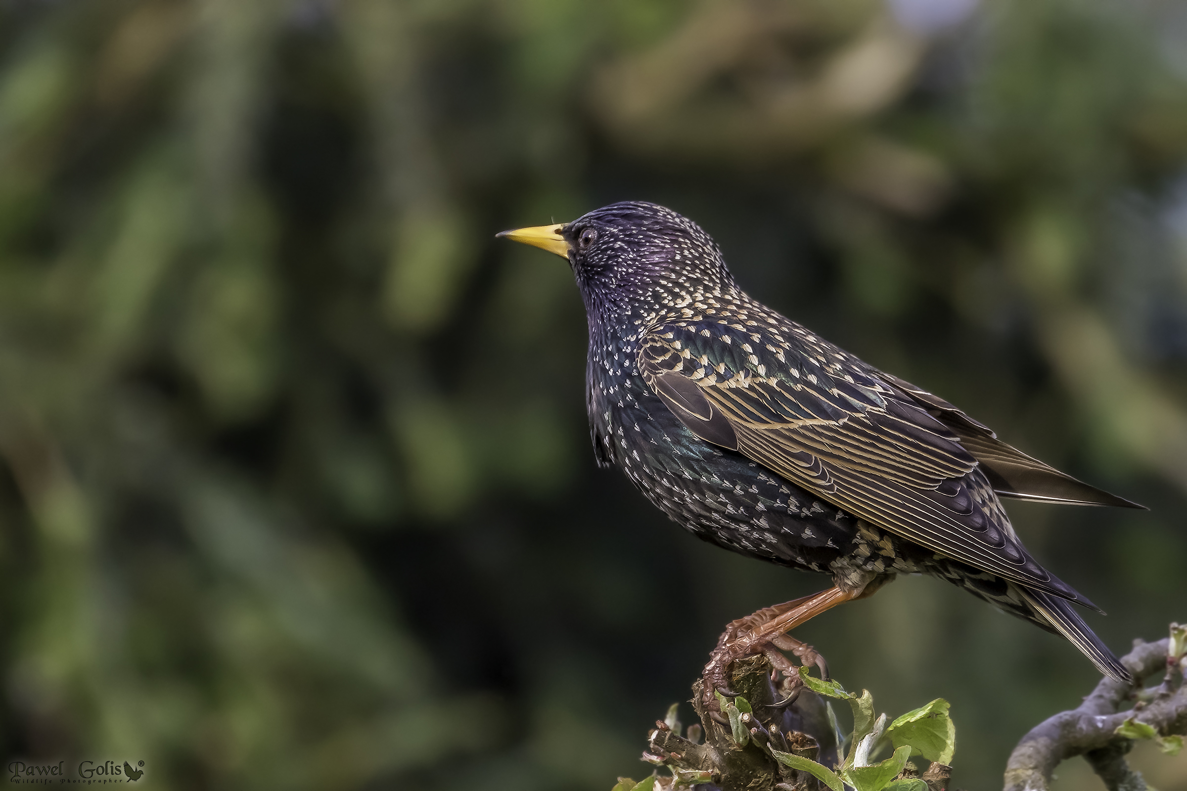 Sturnus vulgaris (Sturnus vulgaris)