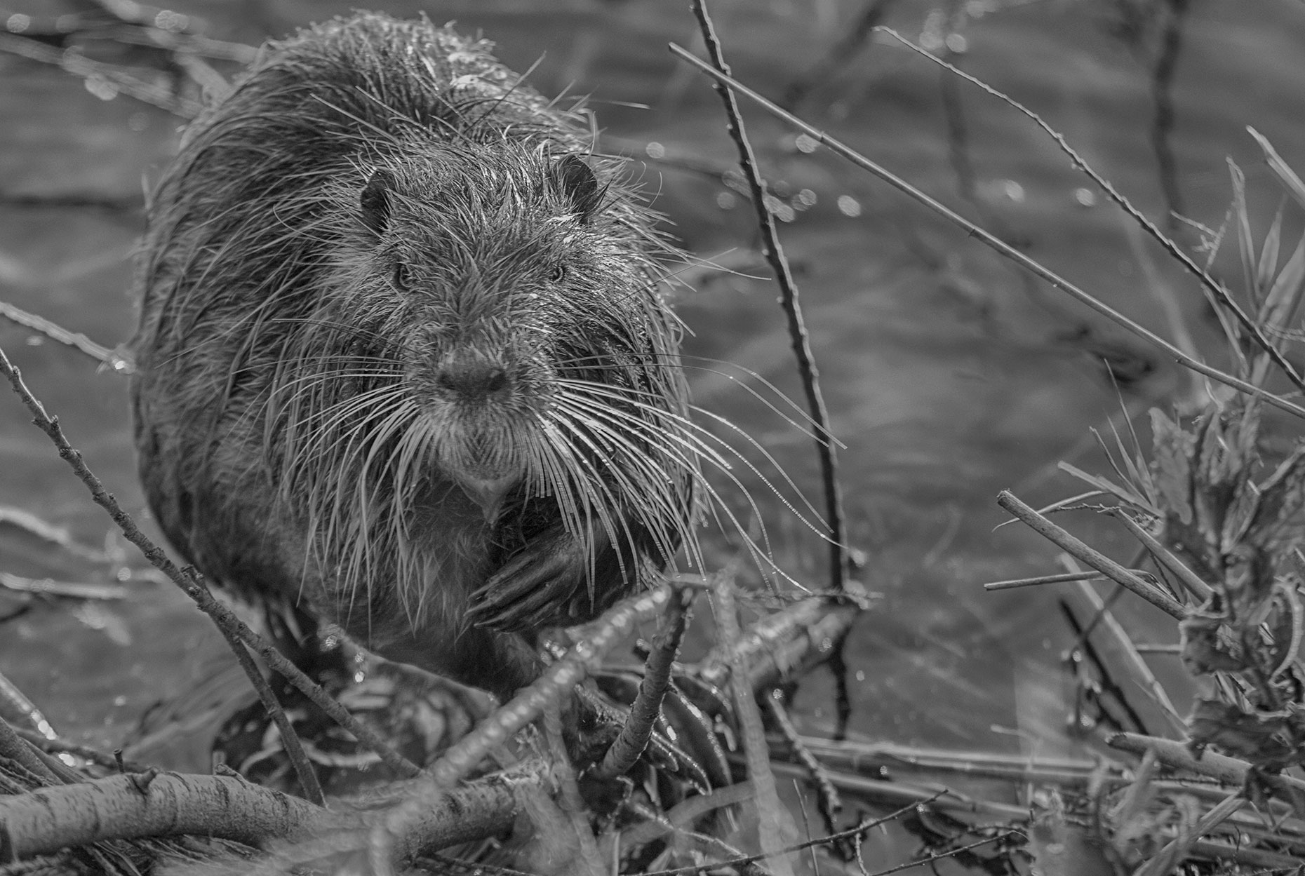 Nutria