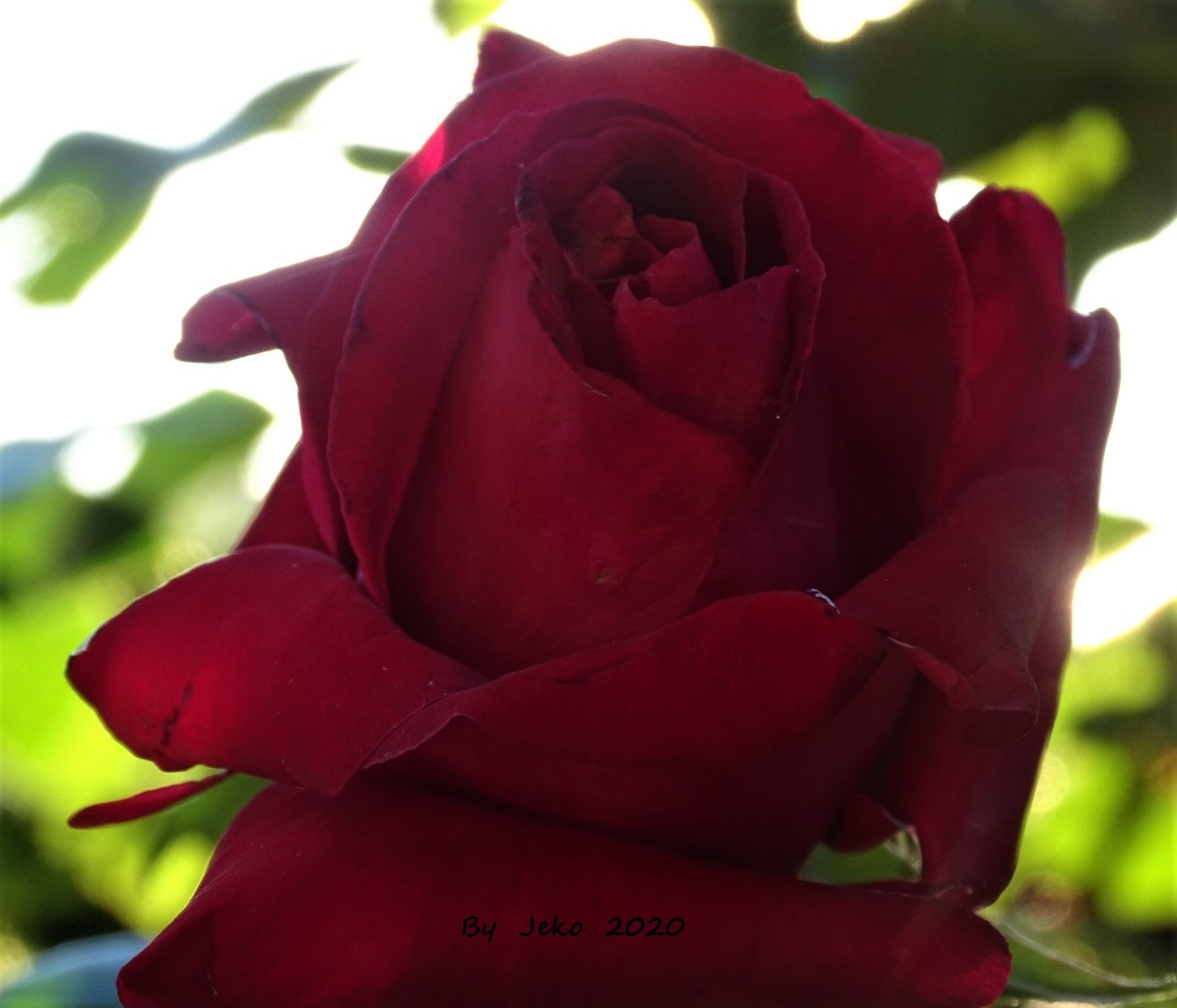 a rose to start again after this forced quarantine.