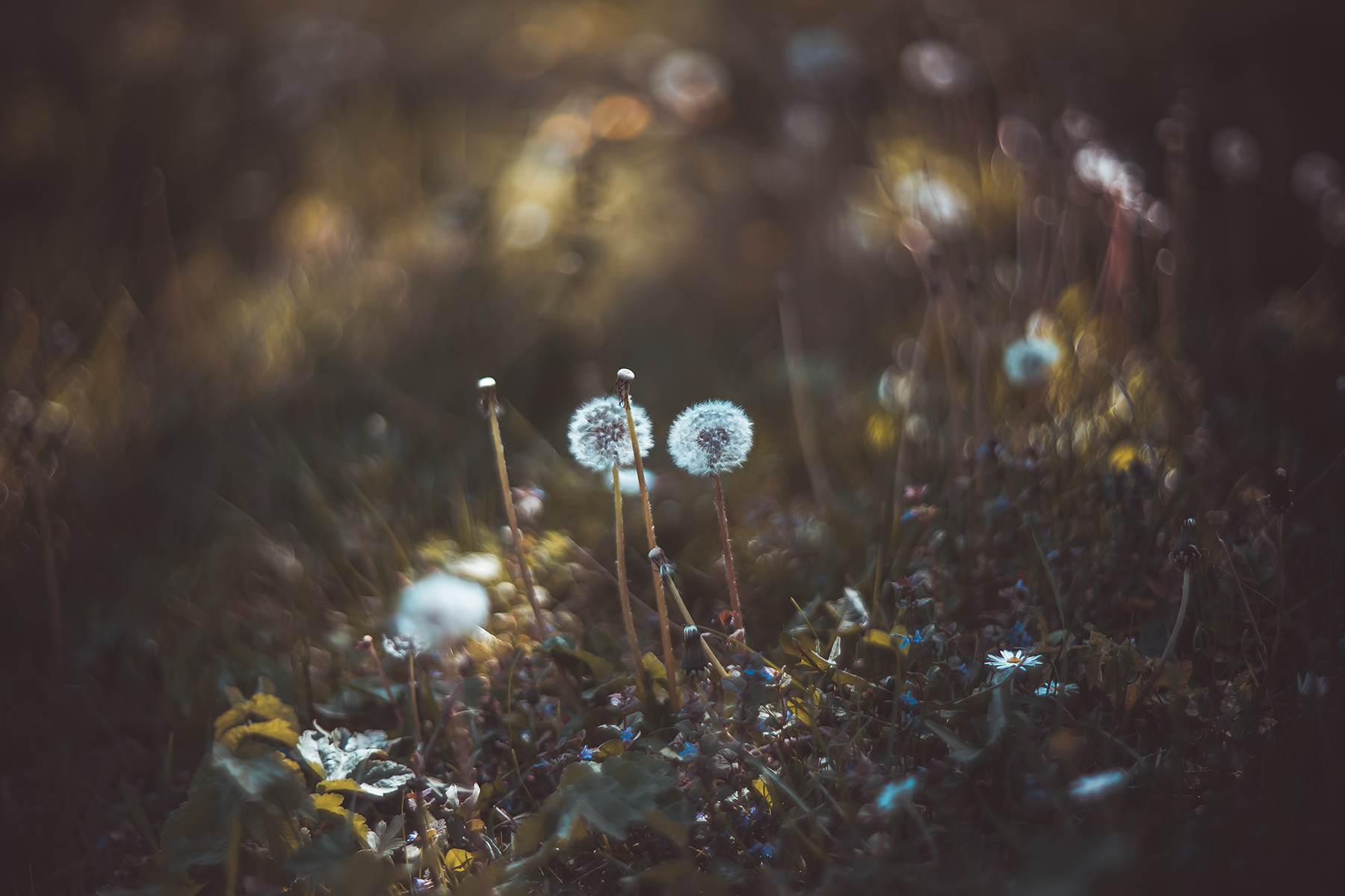Dandelion