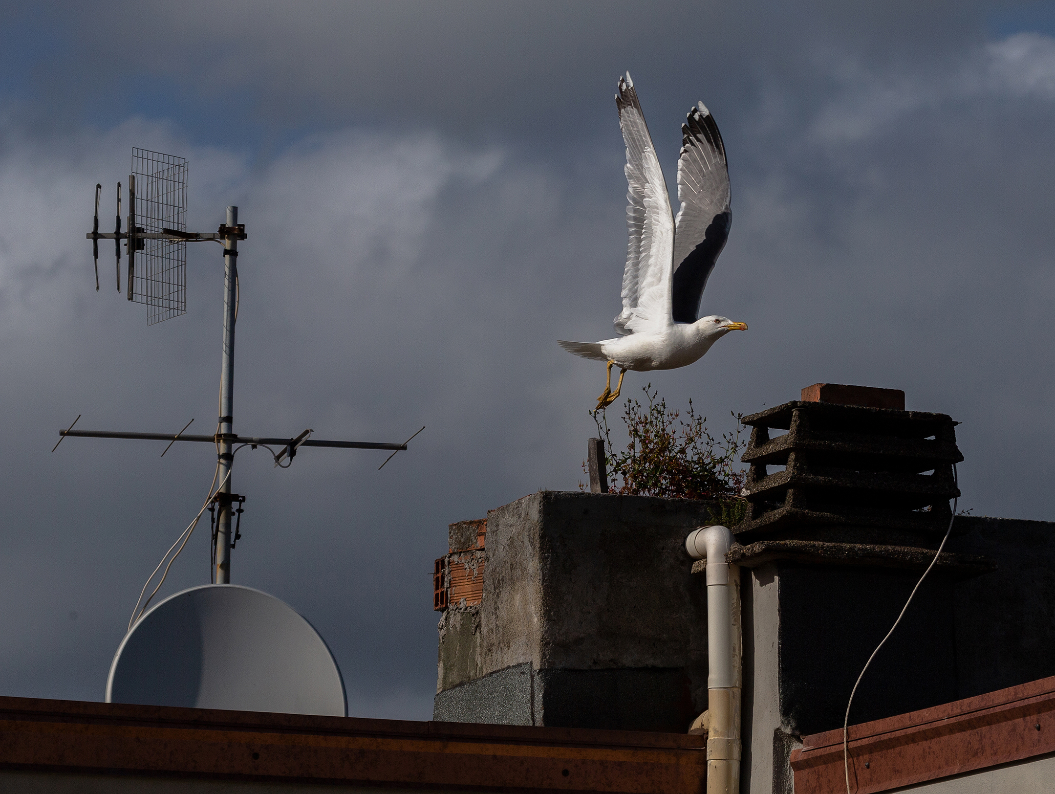 Crepuscolare ritorno a casa