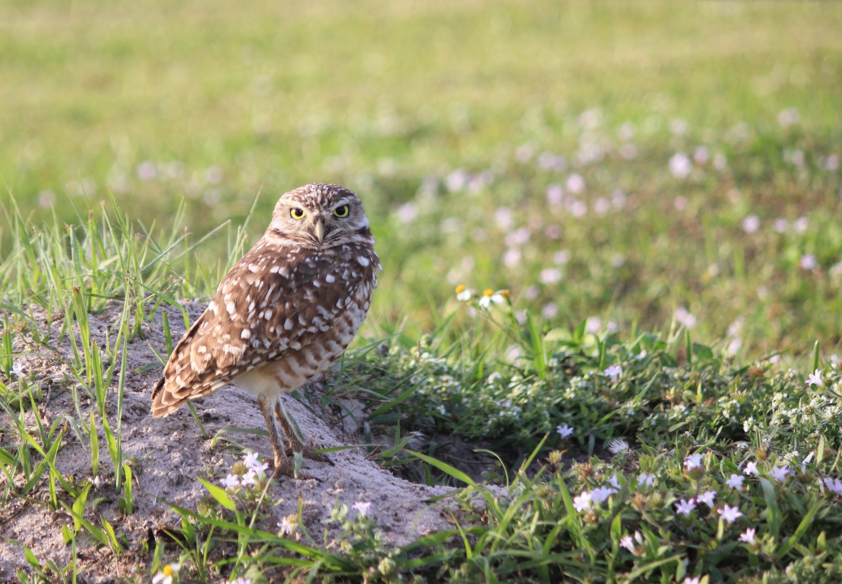 la vedetta della prateria