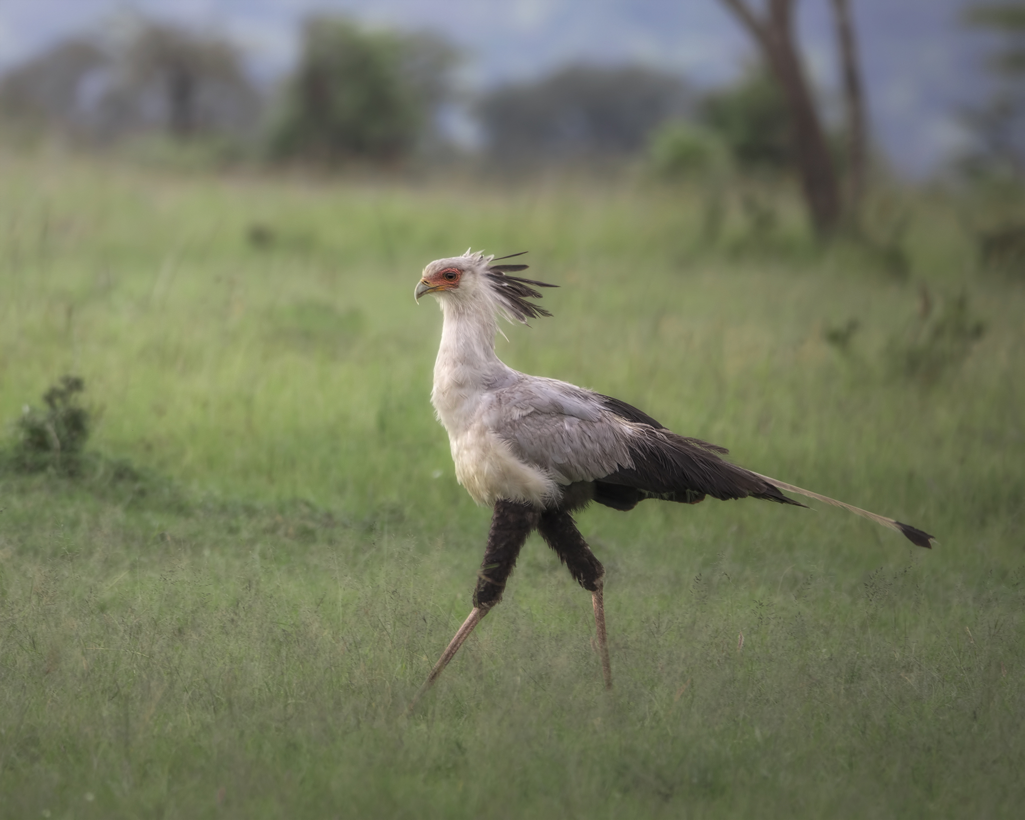 The elegance of the Serpentario