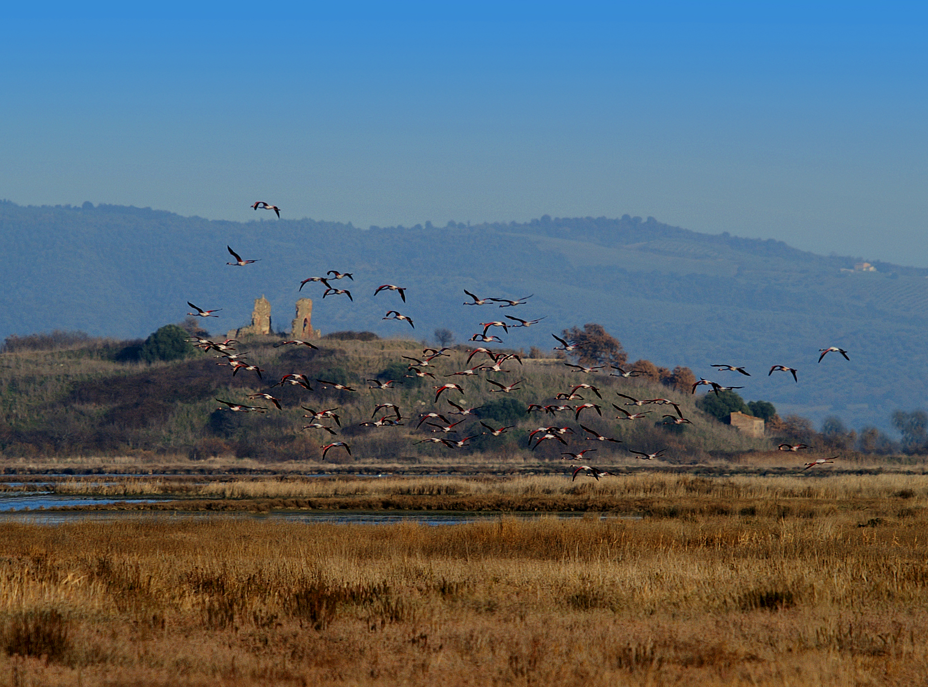 Villa Clodia e i suoi fenicotteri