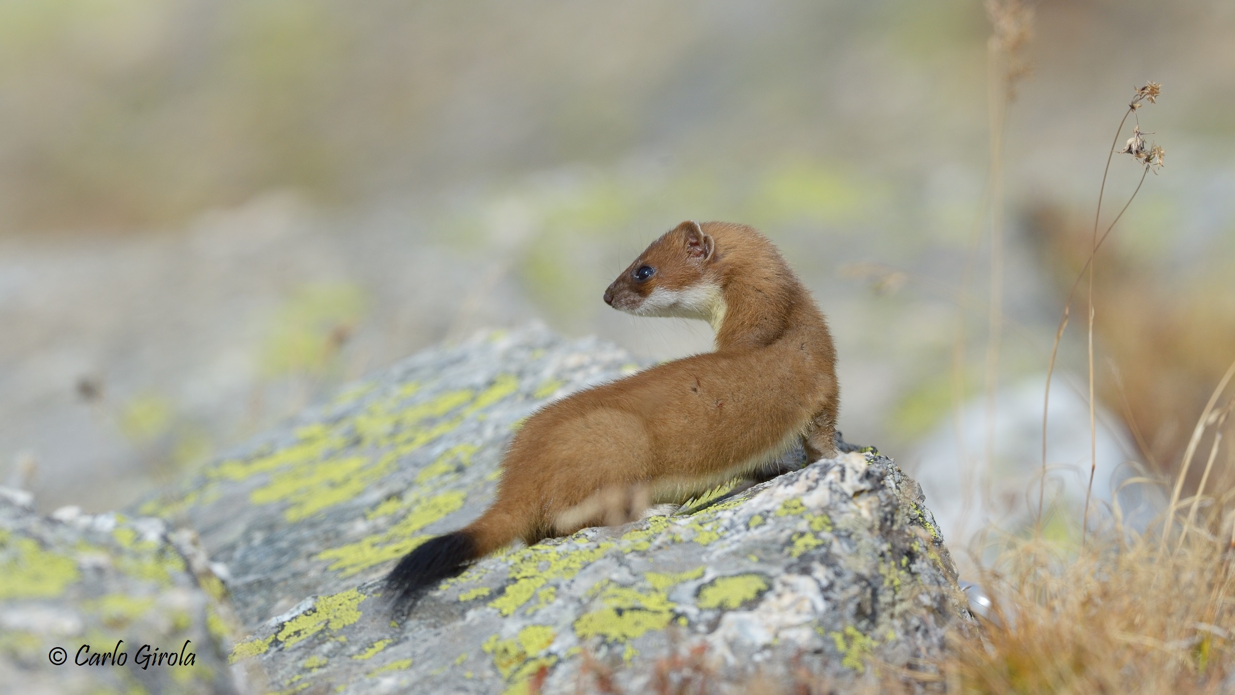 Ermine (Mustela hermene)