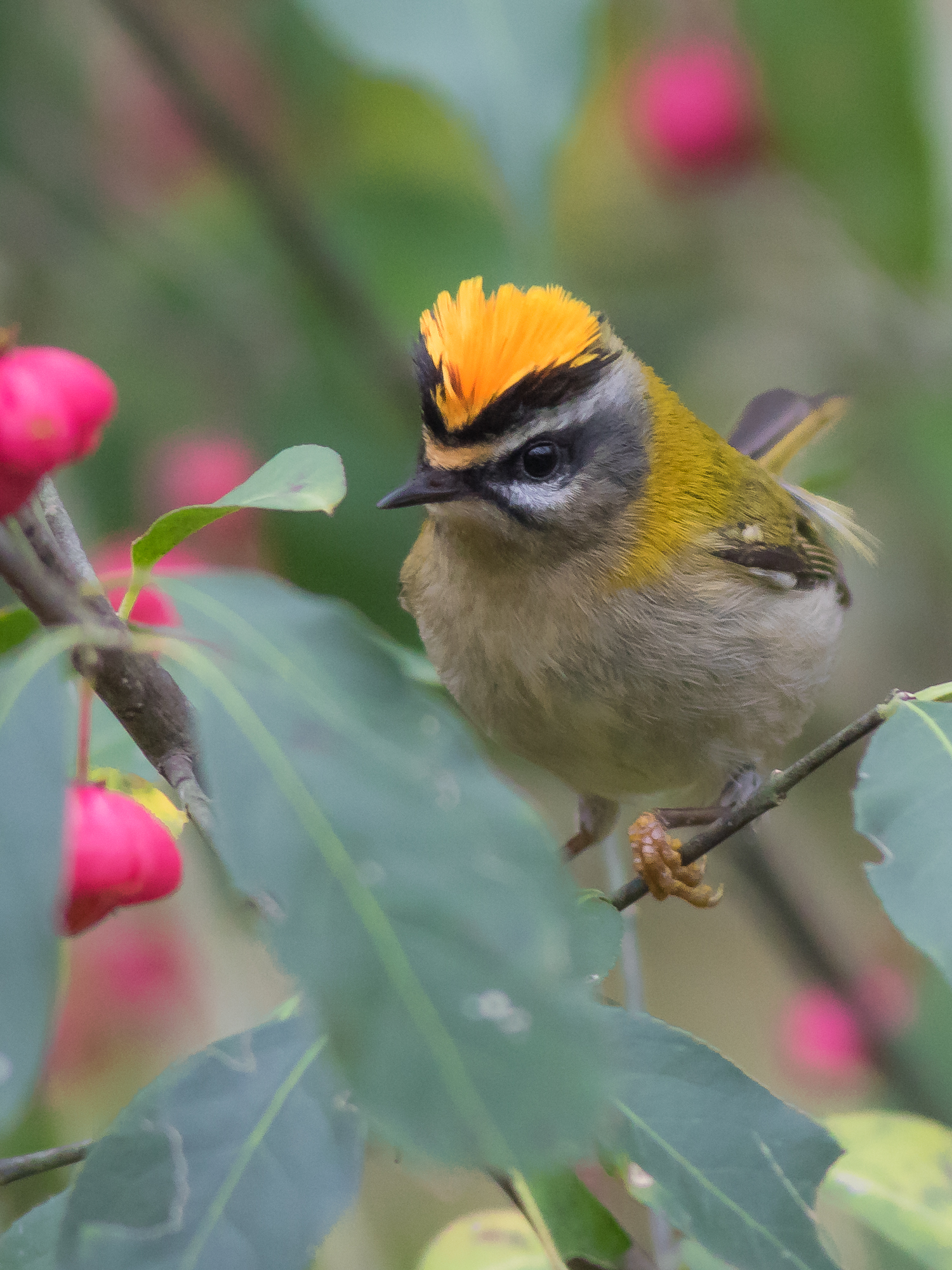 fiorrancino maschio.