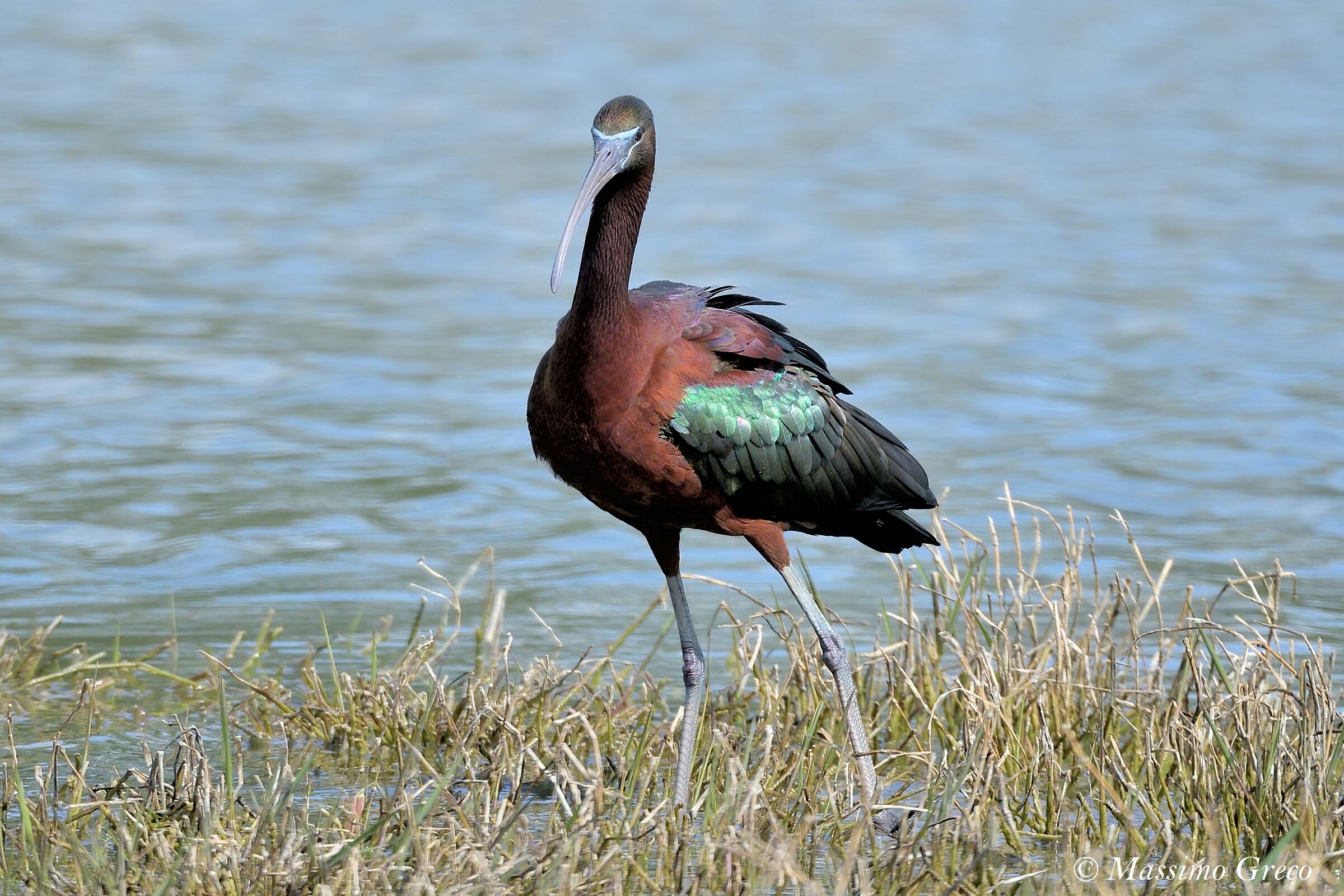Mignattaio (Plegadis falcinellus)