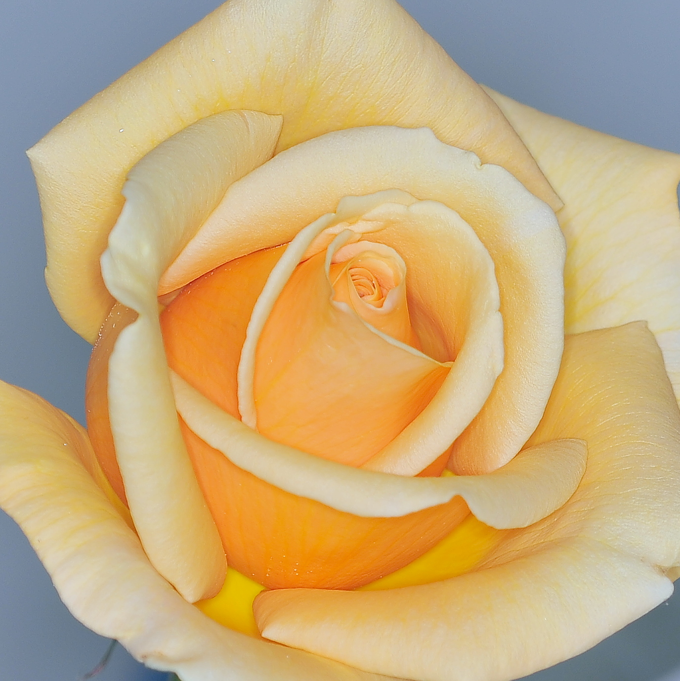yellow rose