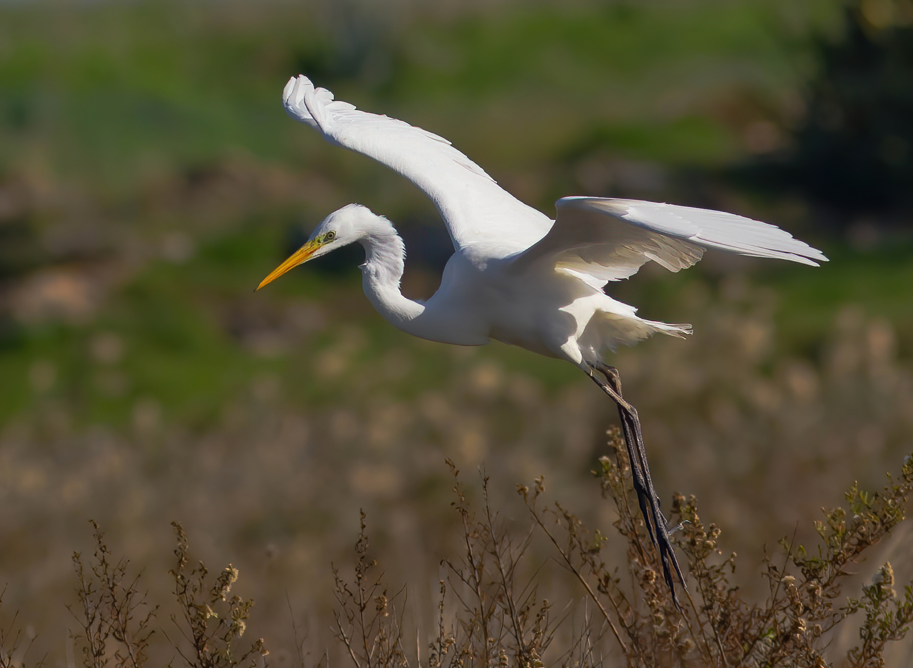 The Arrival of White