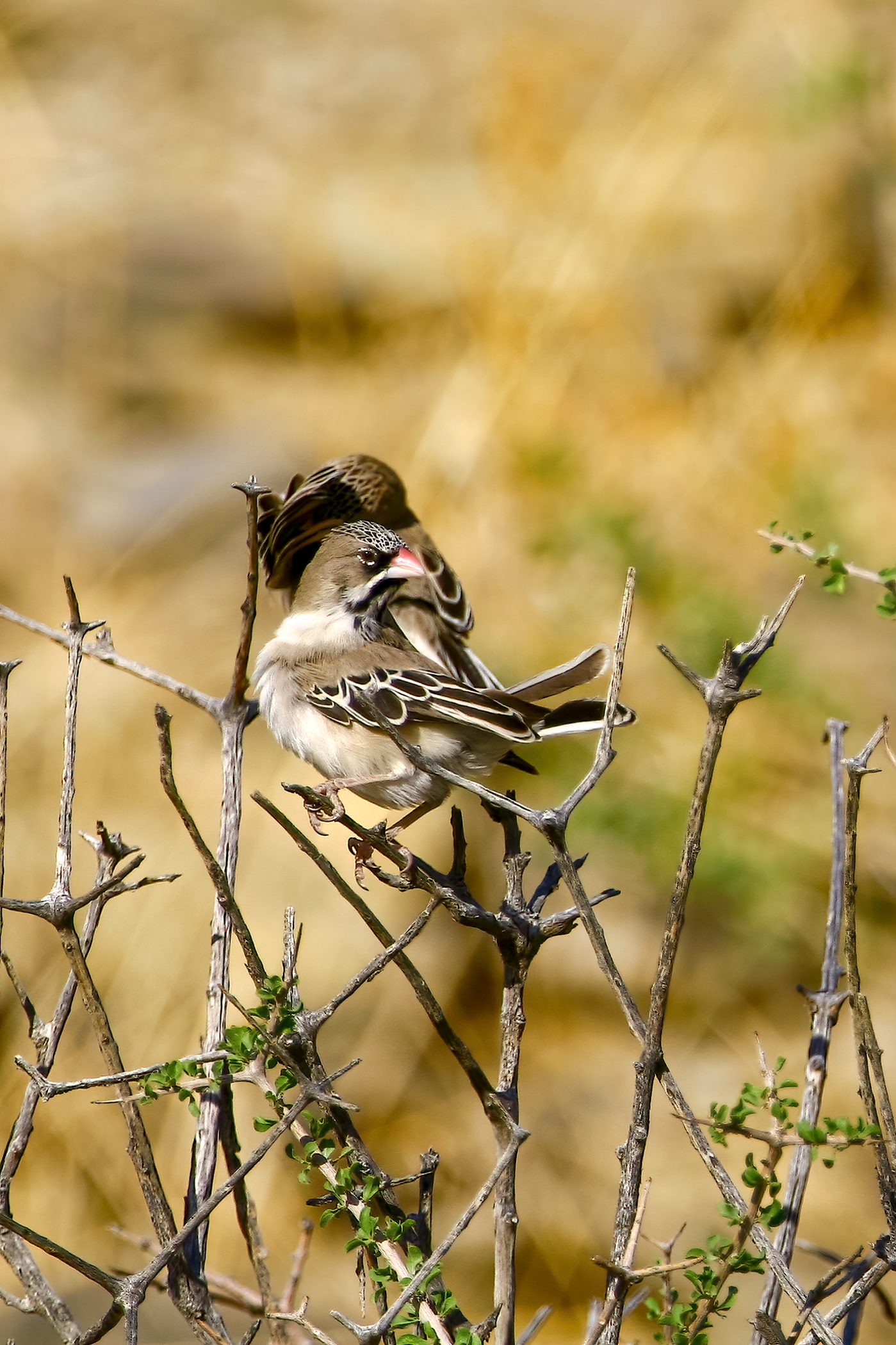 Sporopipes squamifrons