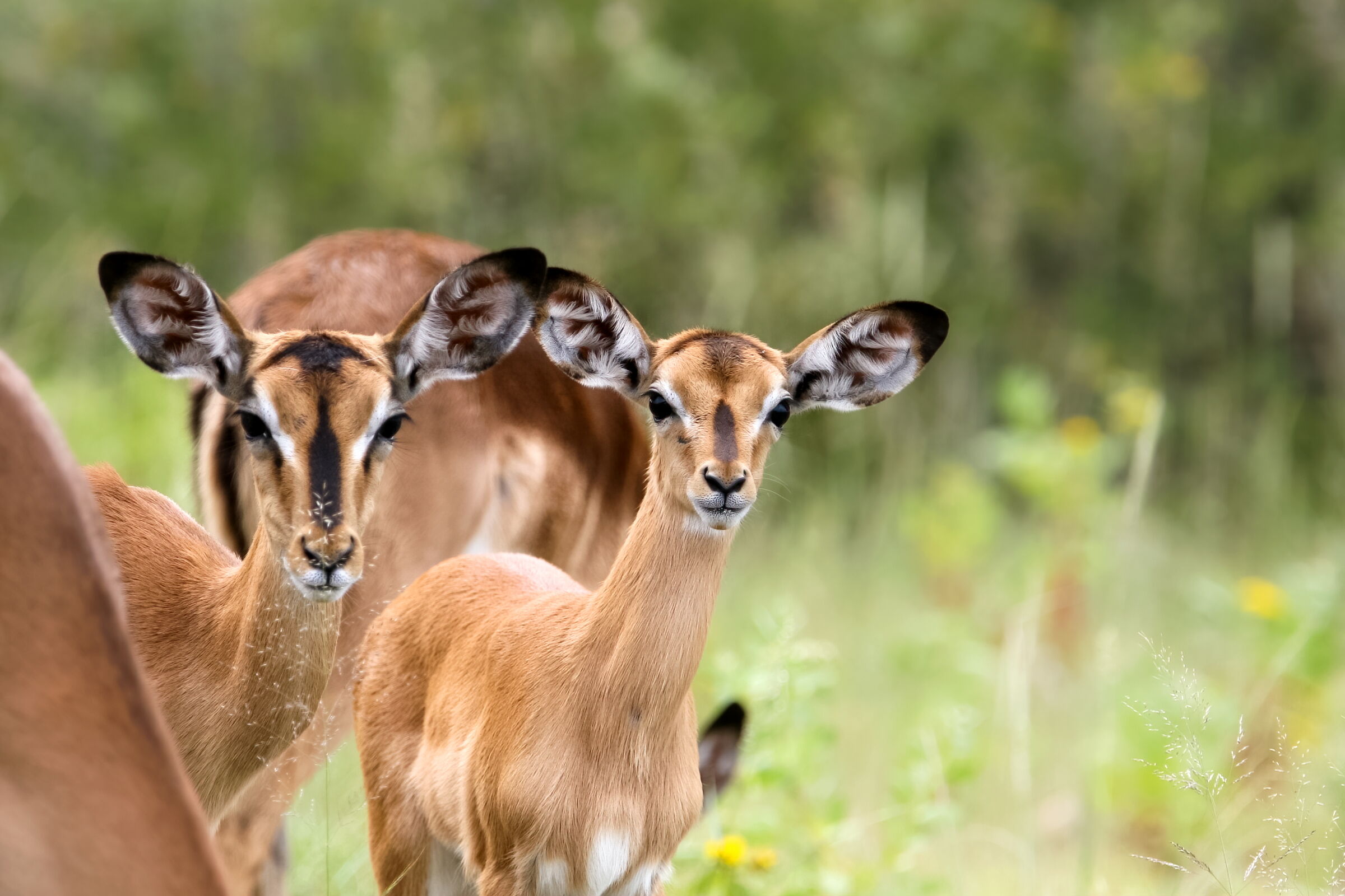 impala dal muso nero