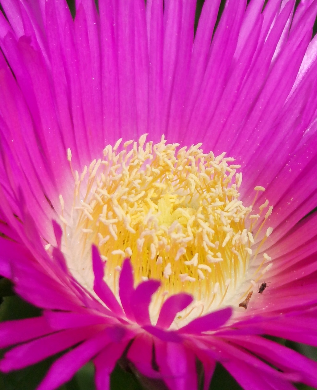 Carpobrotus edulis