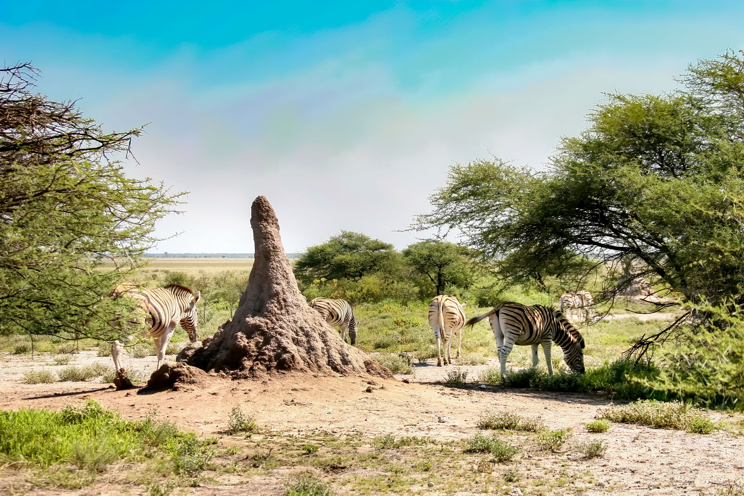 Etosha, essenza d'Africa