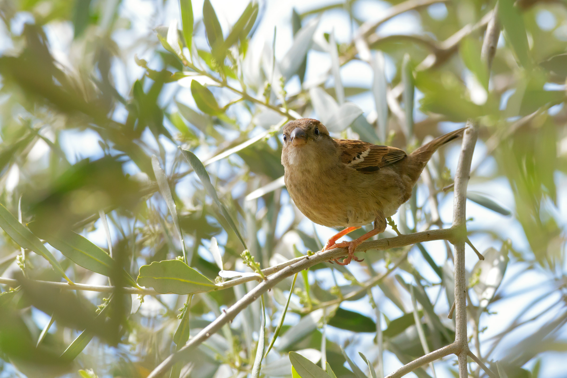 L'amico di famiglia...