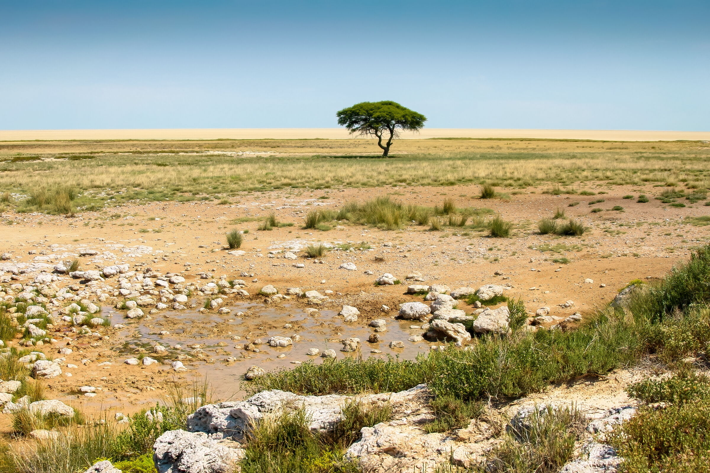 Etosha, il “grande posto bianco”