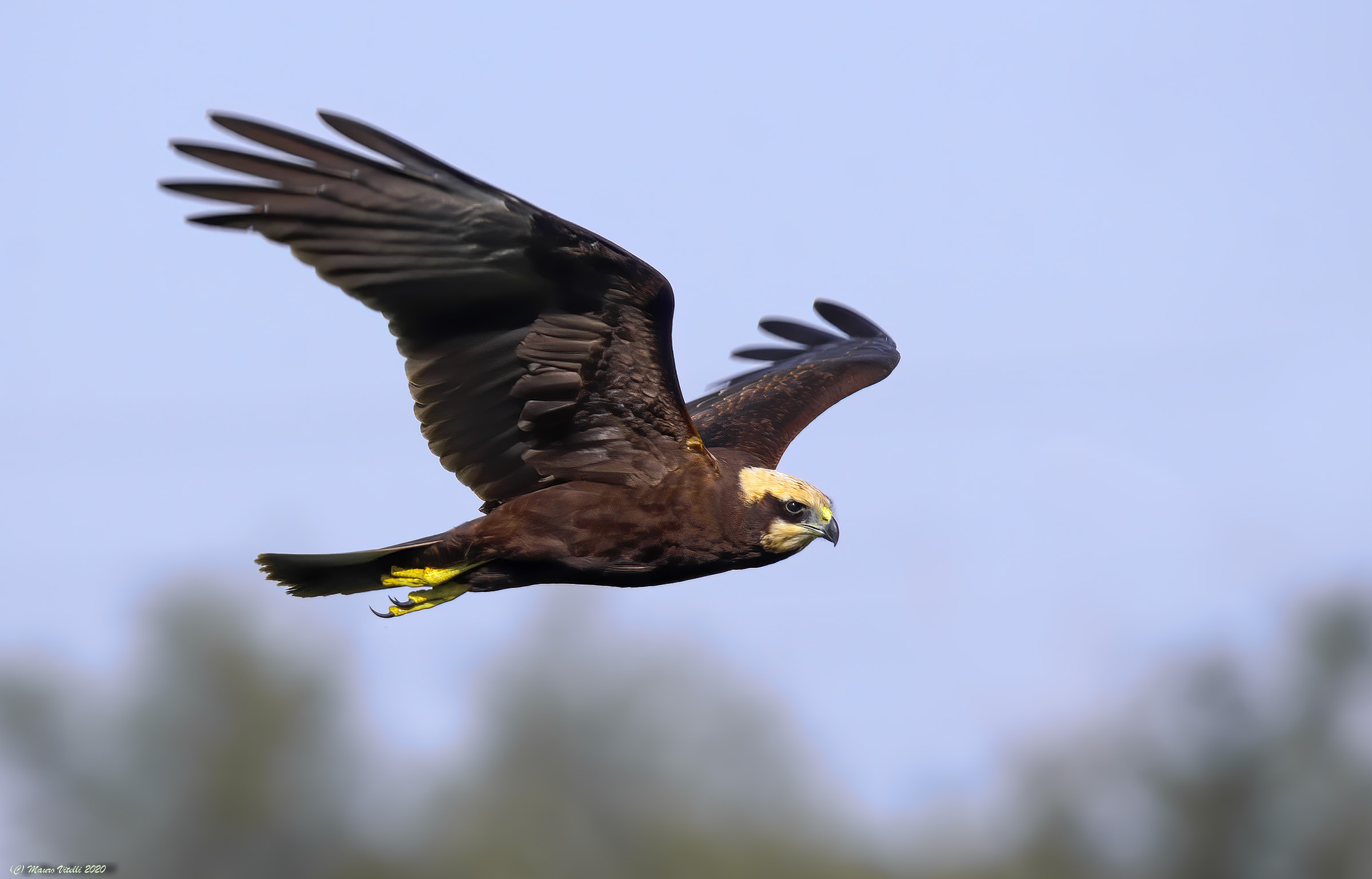 Swamp Hawk (Circus aeruginosus)