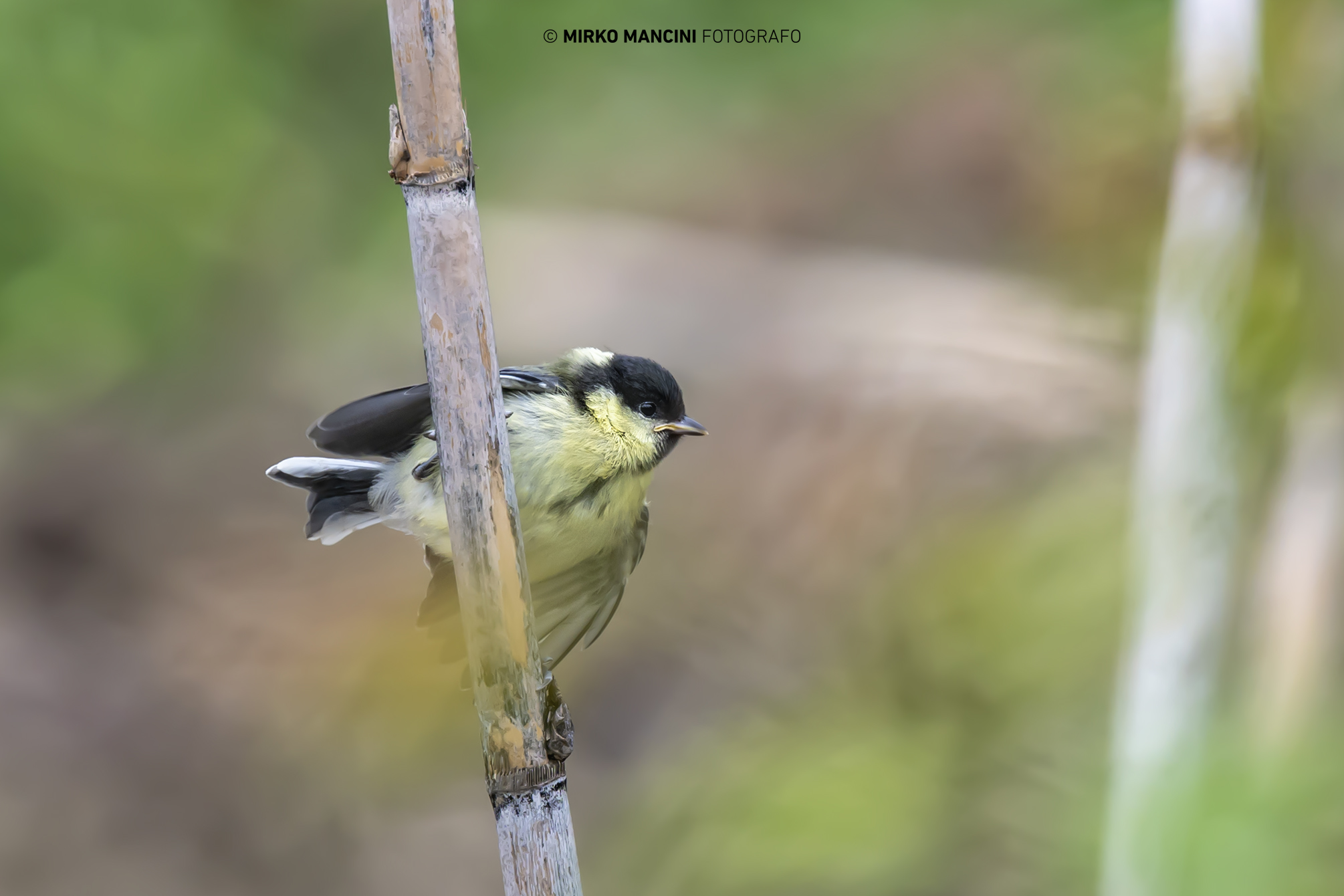 Small titling recently fluttered