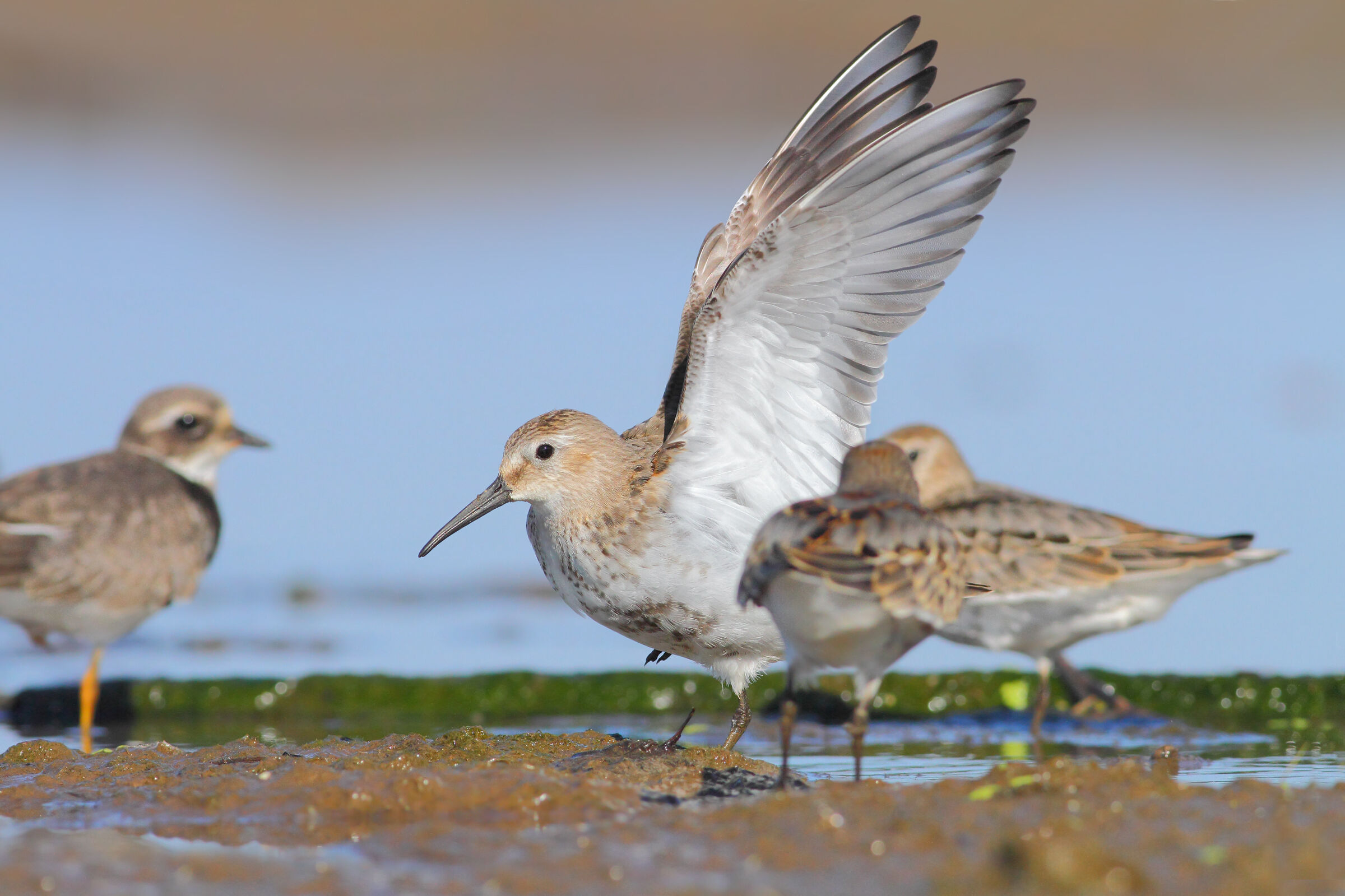 Piovanello pancianera