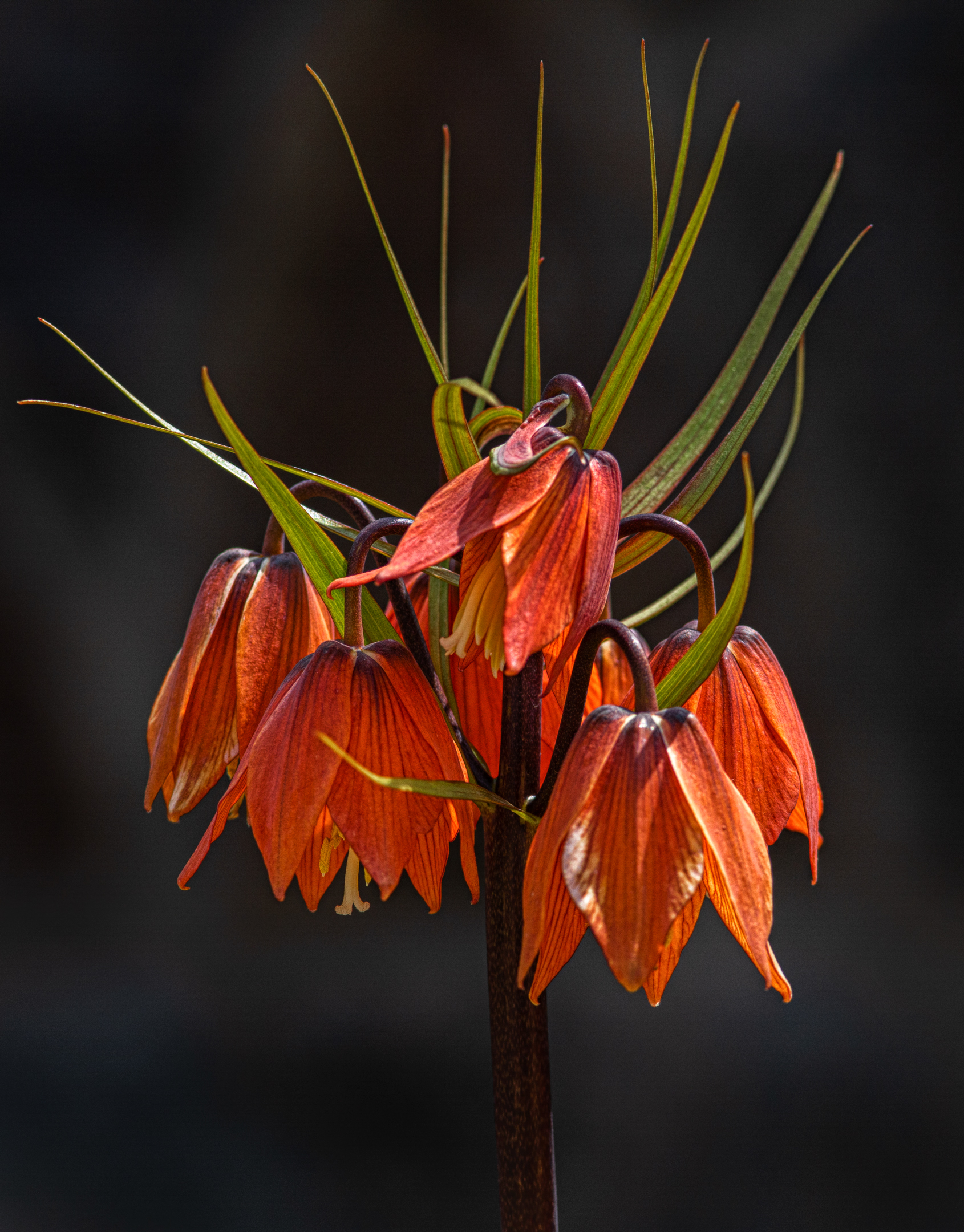 Fritillaria Corona Fiore Imperiale.